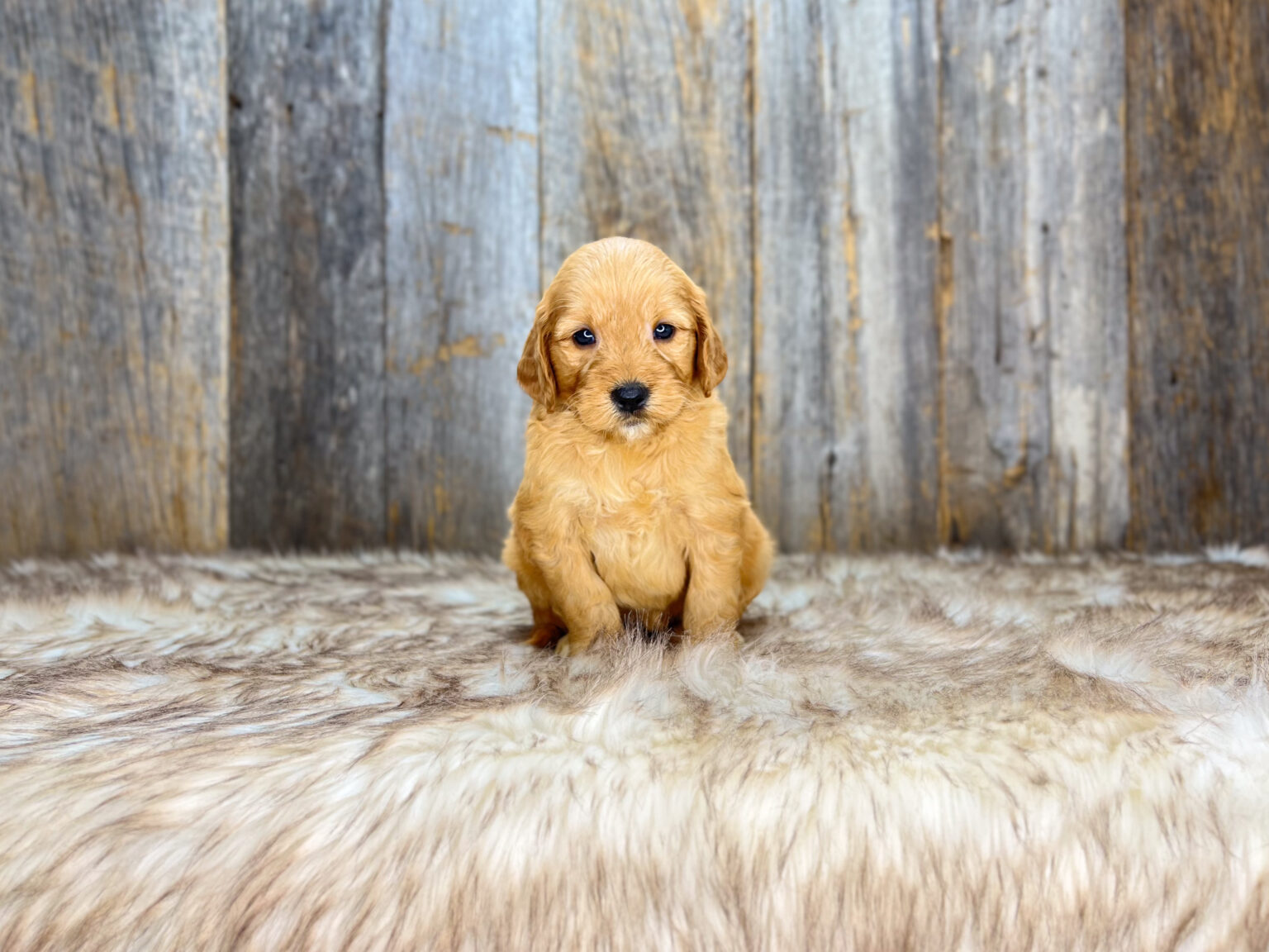 I am just a tiny baby and would love to join your family soon! Of course, you can’t see how cute and curly I will be when I get older, so the Dog Club will send updated photos when I am about 6 to 7 weeks old, if you choose to adopt me. Infant puppy deposits are refundable or transferrable.