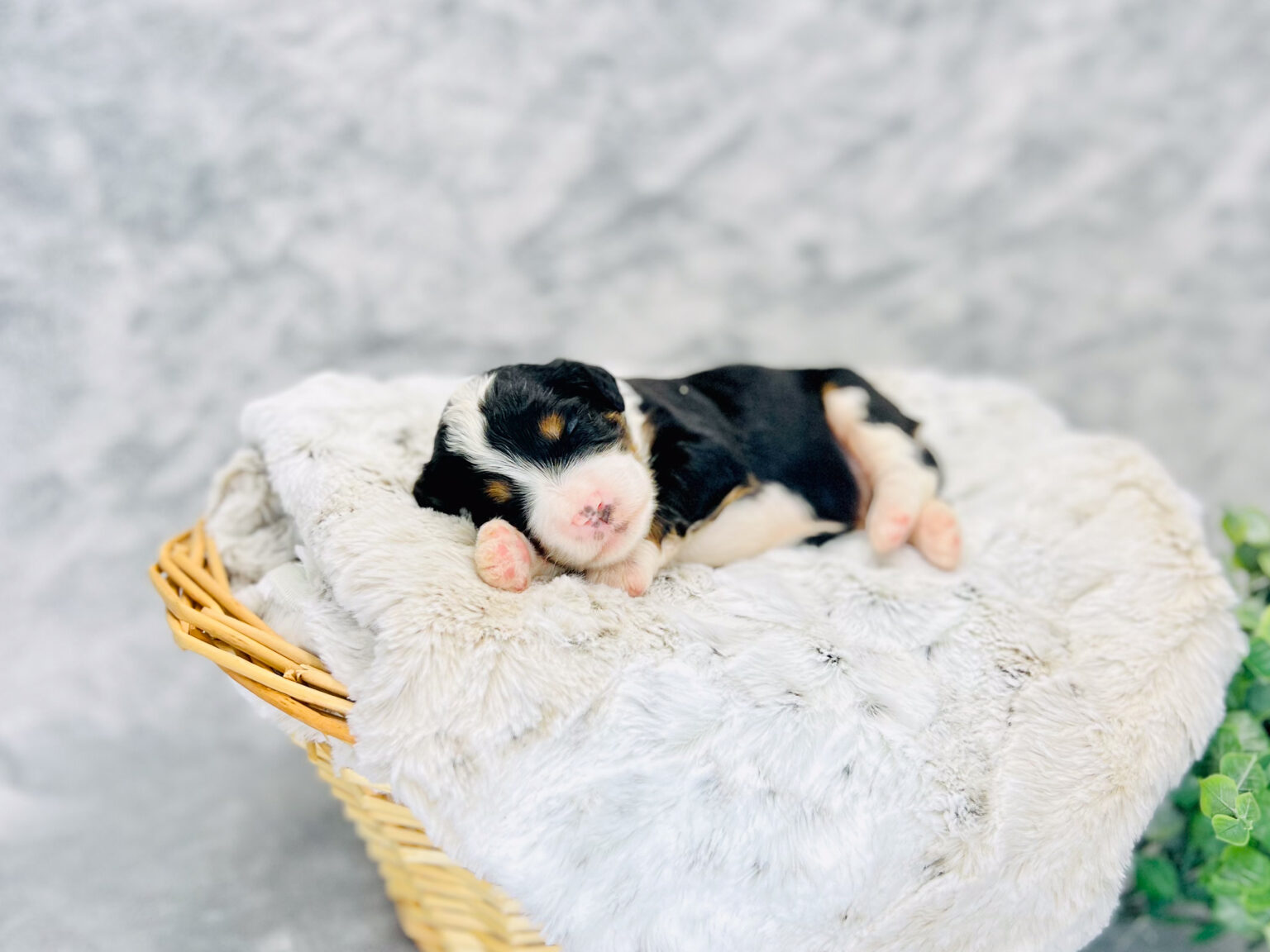 I am just a tiny baby and would love to join your family soon! Of course, you can’t see how cute and curly I will be when I get older, so the Dog Club will send updated photos when I am about 6 to 7 weeks old, if you choose to adopt me. Infant puppy deposits are refundable or transferrable.