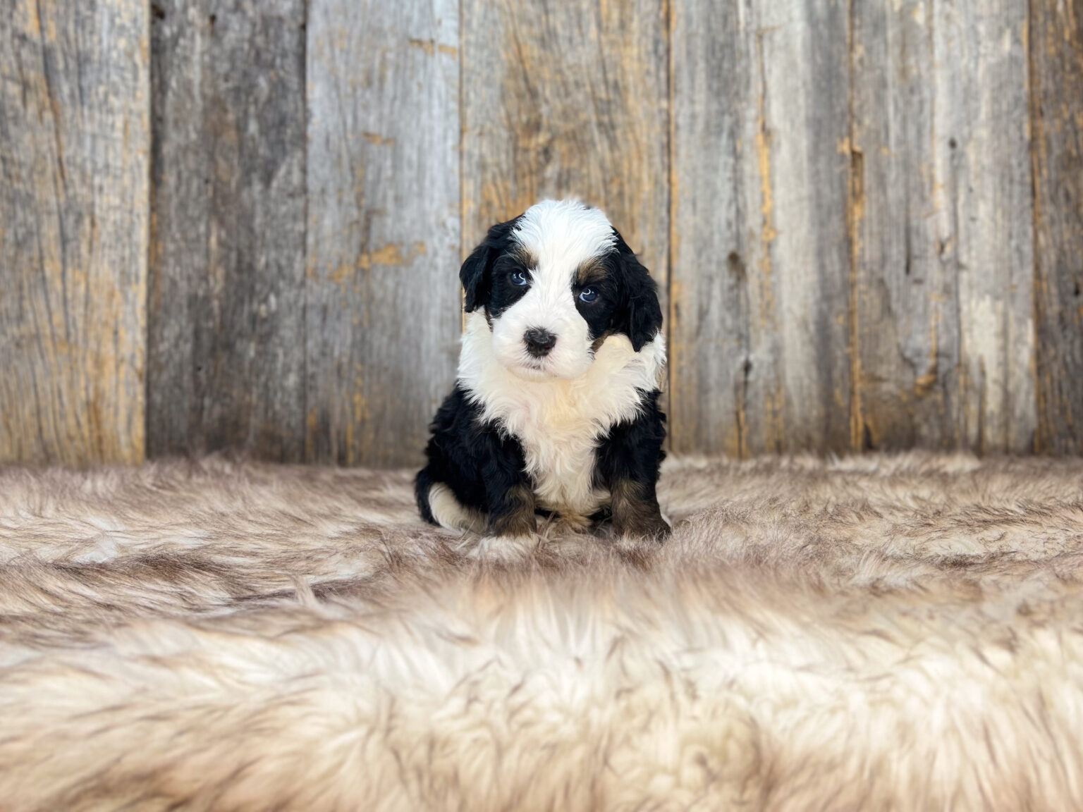 I am just a tiny baby and would love to join your family soon! Of course, you can’t see how cute and curly I will be when I get older, so the Dog Club will send updated photos when I am about 6 to 7 weeks old, if you choose to adopt me. Infant puppy deposits are refundable or transferrable.