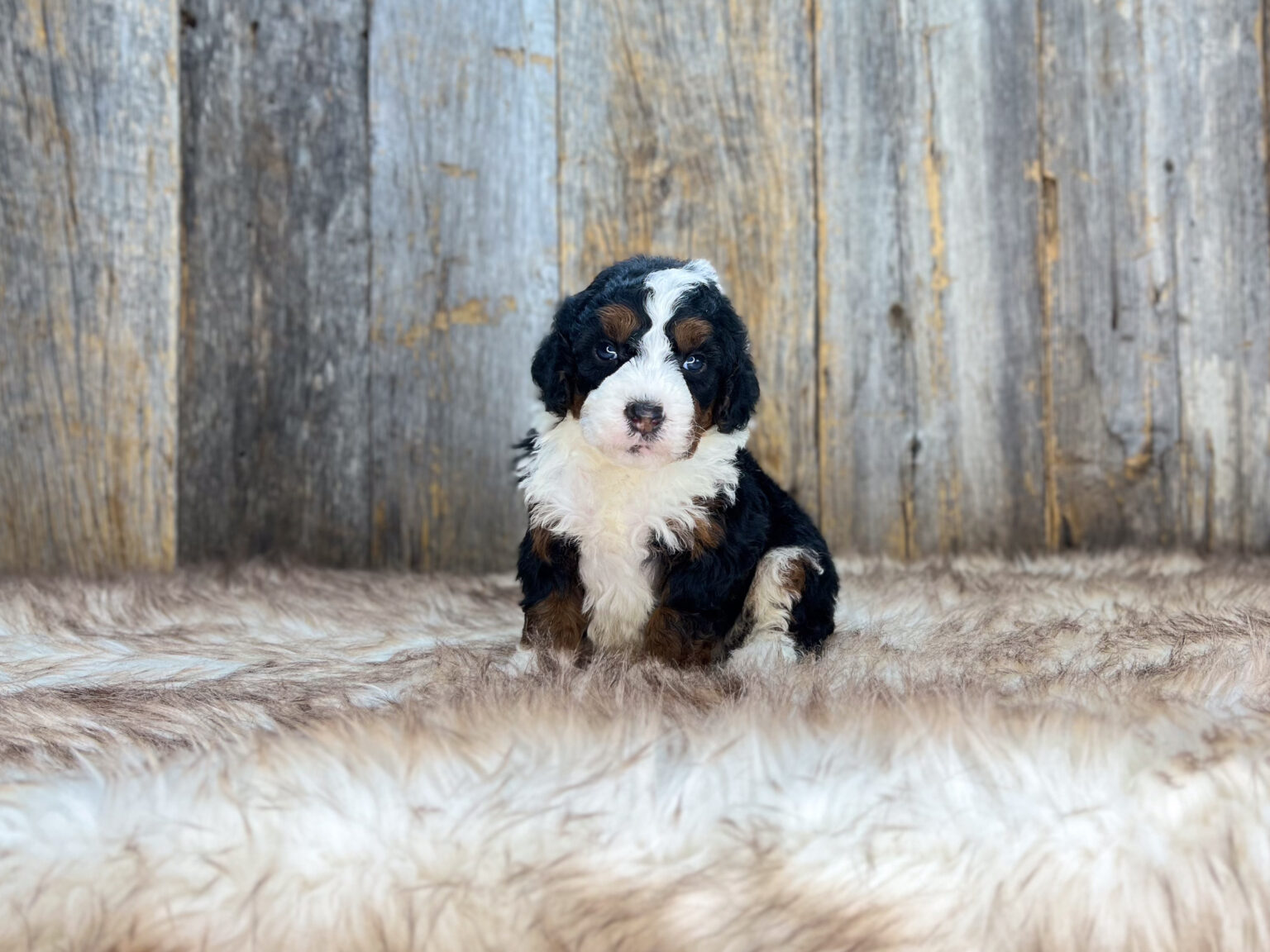 I am just a tiny baby and would love to join your family soon! Of course, you can’t see how cute and curly I will be when I get older, so the Dog Club will send updated photos when I am about 6 to 7 weeks old, if you choose to adopt me. Infant puppy deposits are refundable or transferrable.