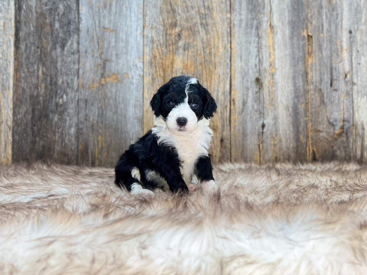 I am just a tiny baby and would love to join your family soon! Of course, you can’t see how cute and curly I will be when I get older, so the Dog Club will send updated photos when I am about 6 to 7 weeks old, if you choose to adopt me. Infant puppy deposits are refundable or transferrable.