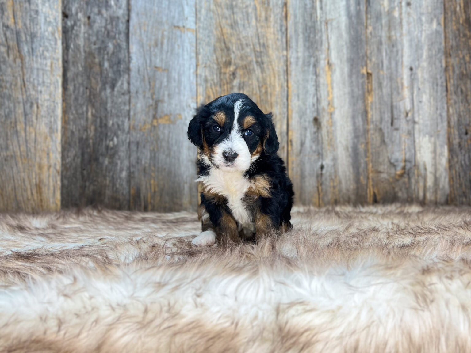 I am just a tiny baby and would love to join your family soon! Of course, you can’t see how cute and curly I will be when I get older, so the Dog Club will send updated photos when I am about 6 to 7 weeks old, if you choose to adopt me. Infant puppy deposits are refundable or transferrable.