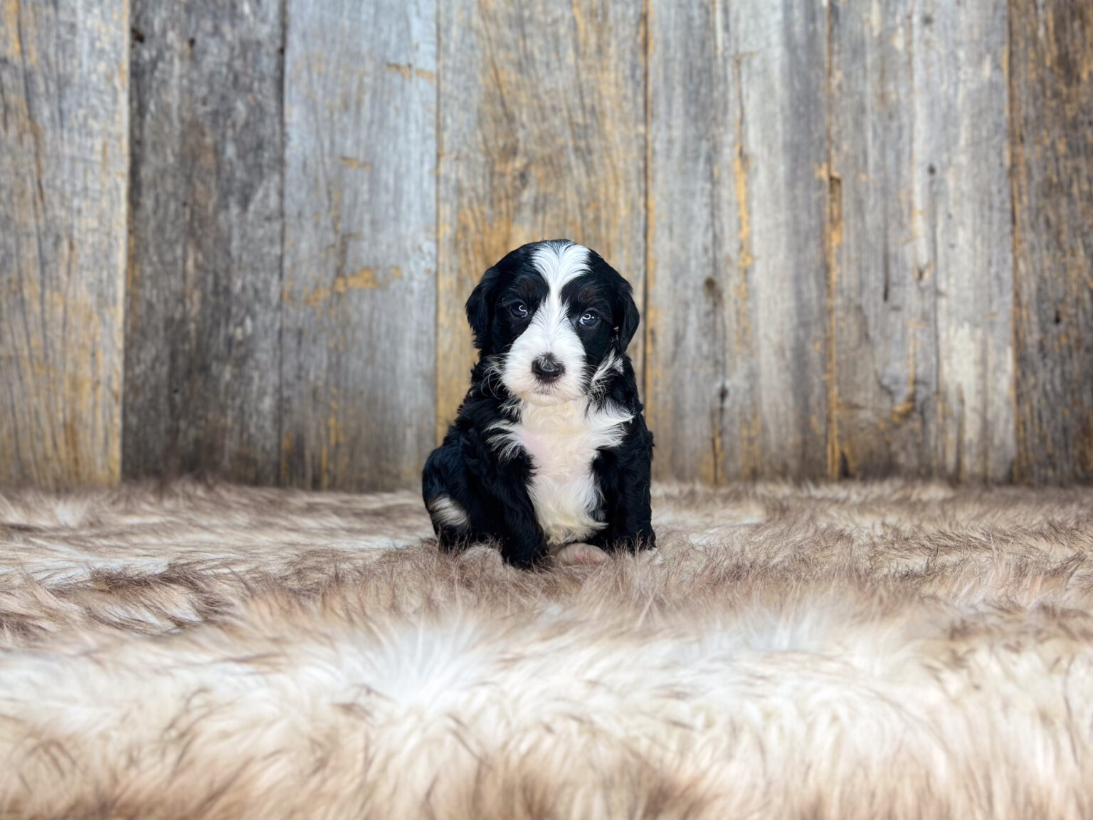 I am just a tiny baby and would love to join your family soon! Of course, you can’t see how cute and curly I will be when I get older, so the Dog Club will send updated photos when I am about 6 to 7 weeks old, if you choose to adopt me. Infant puppy deposits are refundable or transferrable.
