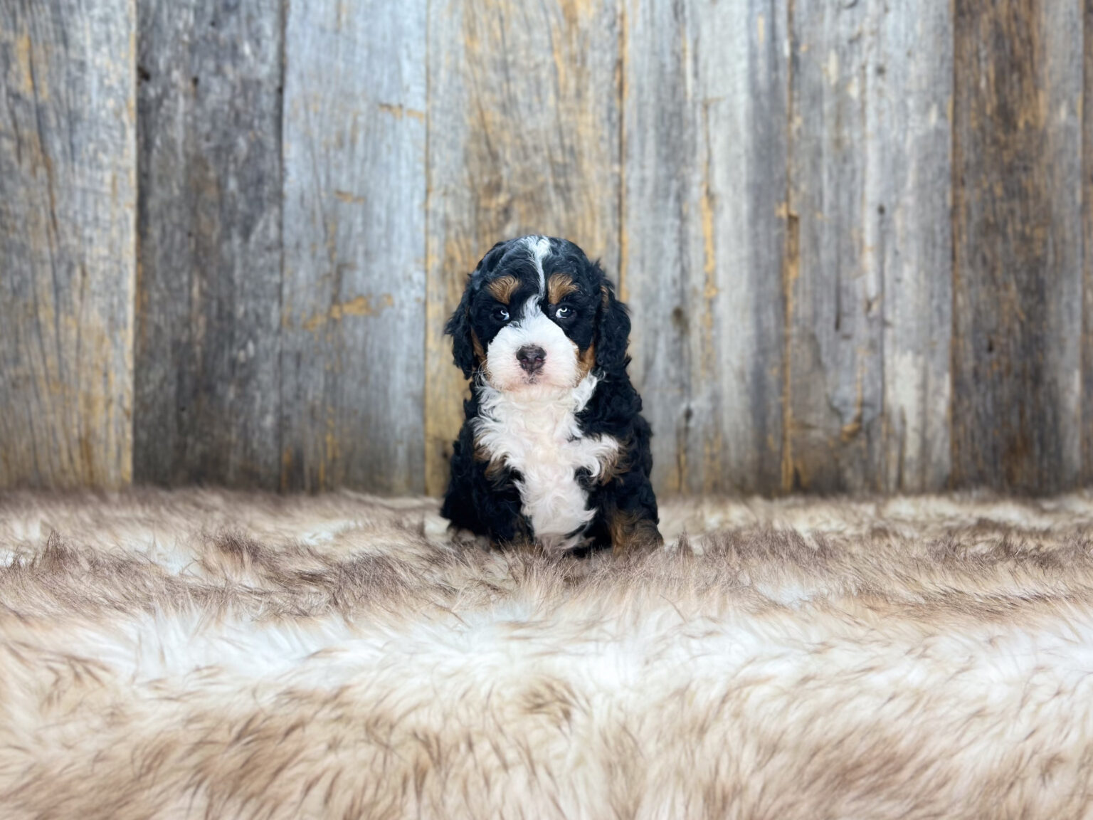 I am just a tiny baby and would love to join your family soon! Of course, you can’t see how cute and curly I will be when I get older, so the Dog Club will send updated photos when I am about 6 to 7 weeks old, if you choose to adopt me. Infant puppy deposits are refundable or transferrable.