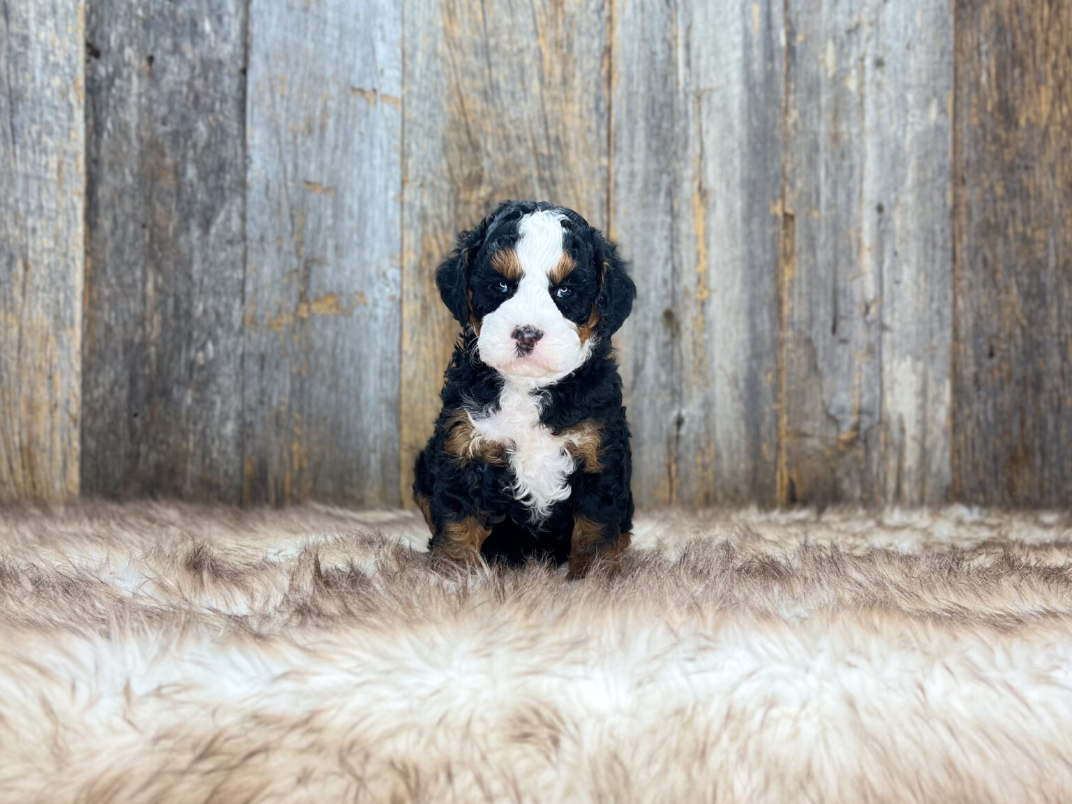 I am just a tiny baby and would love to join your family soon! Of course, you can’t see how cute and curly I will be when I get older, so the Dog Club will send updated photos when I am about 6 to 7 weeks old, if you choose to adopt me. Infant puppy deposits are refundable or transferrable.