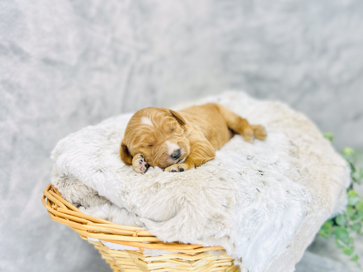 I am just a tiny baby and would love to join your family soon! Of course, you can’t see how cute and curly I will be when I get older, so the Dog Club will send updated photos when I am about 6 to 7 weeks old, if you choose to adopt me. Infant puppy deposits are refundable or transferrable.