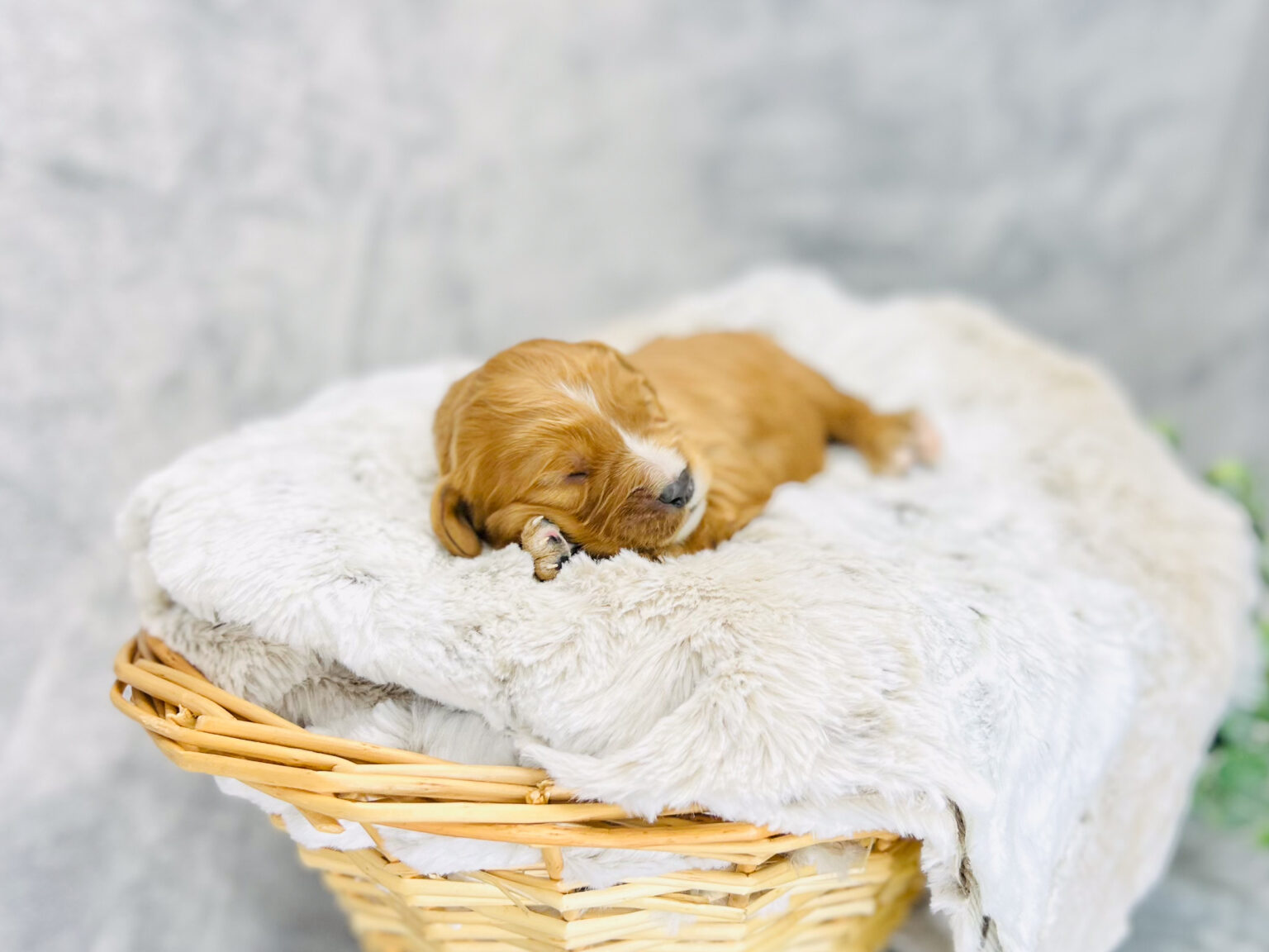 I am just a tiny baby and would love to join your family soon! Of course, you can’t see how cute and curly I will be when I get older, so the Dog Club will send updated photos when I am about 6 to 7 weeks old, if you choose to adopt me. Infant puppy deposits are refundable or transferrable.