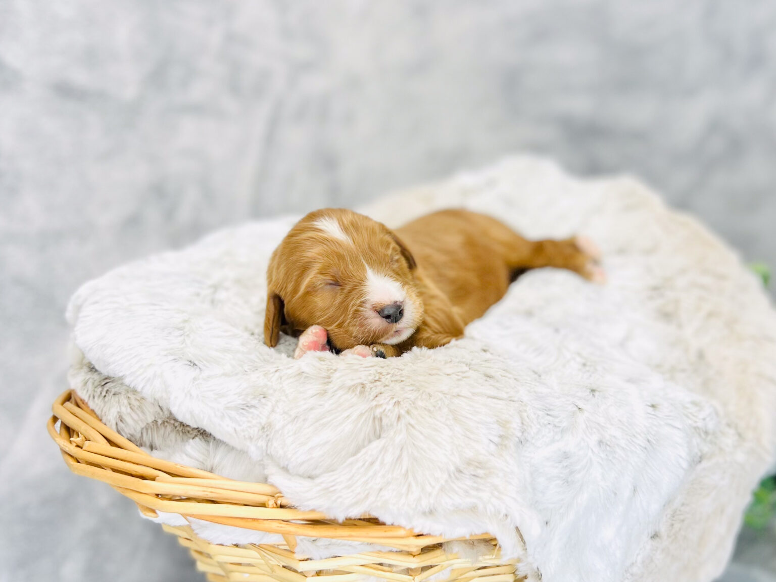 I am just a tiny baby and would love to join your family soon! Of course, you can’t see how cute and curly I will be when I get older, so the Dog Club will send updated photos when I am about 6 to 7 weeks old, if you choose to adopt me. Infant puppy deposits are refundable or transferrable.