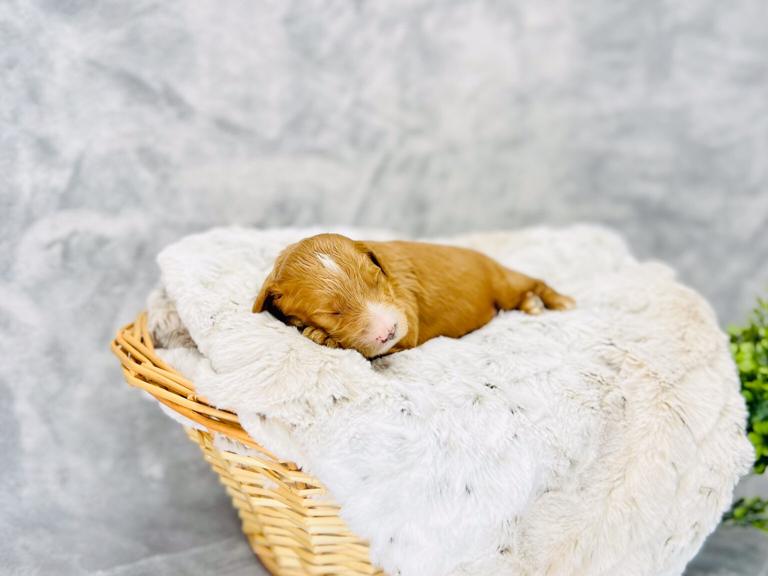 I am just a tiny baby and would love to join your family soon! Of course, you can’t see how cute and curly I will be when I get older, so the Dog Club will send updated photos when I am about 6 to 7 weeks old, if you choose to adopt me. Infant puppy deposits are refundable or transferrable.