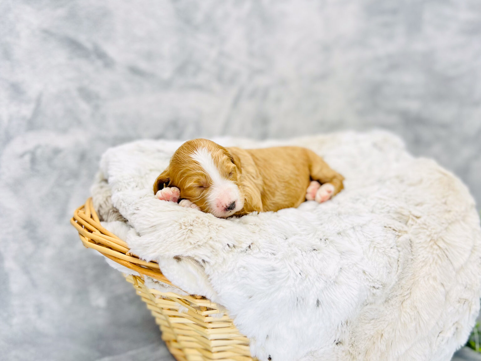 I am just a tiny baby and would love to join your family soon! Of course, you can’t see how cute and curly I will be when I get older, so the Dog Club will send updated photos when I am about 6 to 7 weeks old, if you choose to adopt me. Infant puppy deposits are refundable or transferrable.