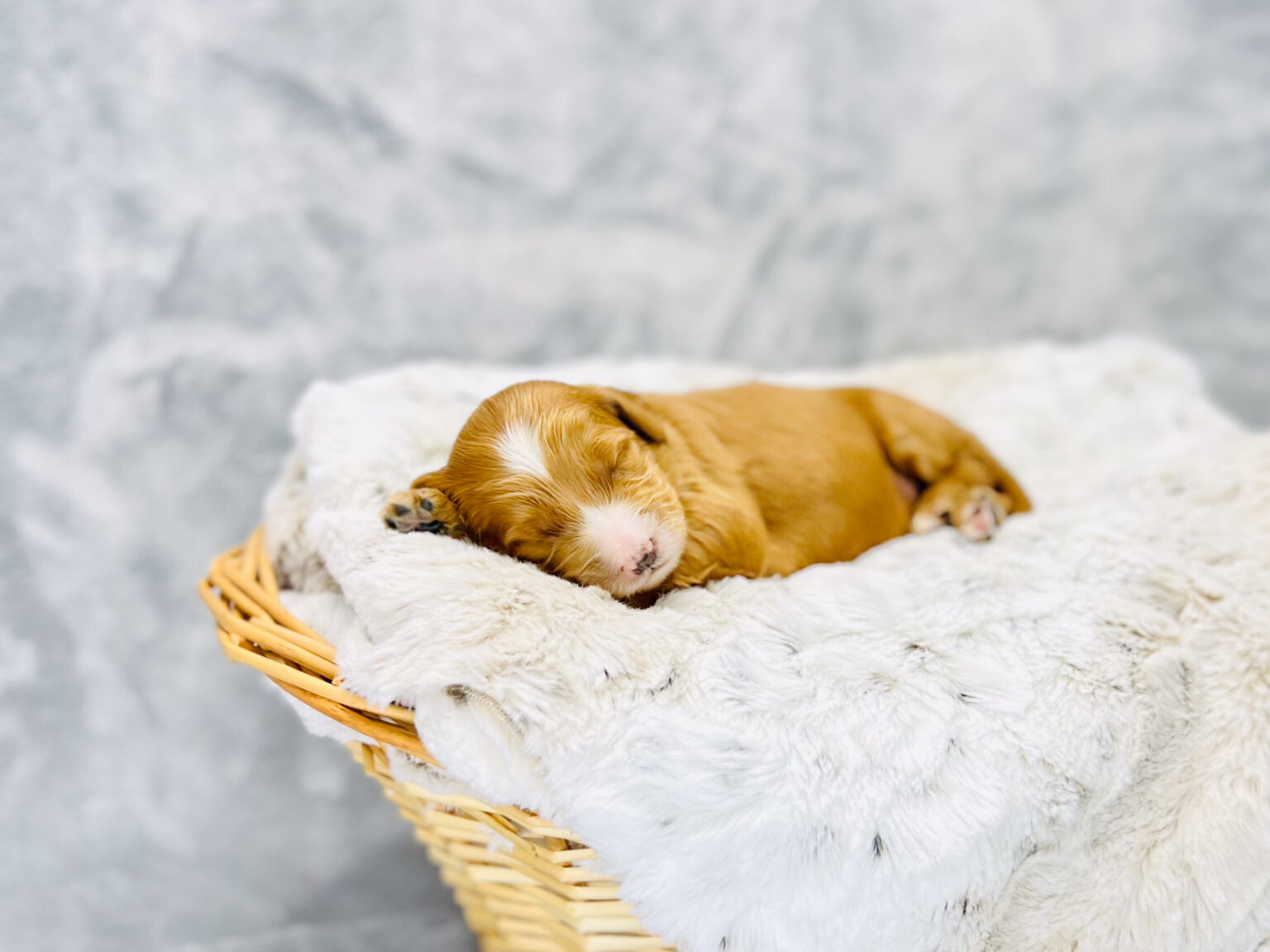I am just a tiny baby and would love to join your family soon! Of course, you can’t see how cute and curly I will be when I get older, so the Dog Club will send updated photos when I am about 6 to 7 weeks old, if you choose to adopt me. Infant puppy deposits are refundable or transferrable.