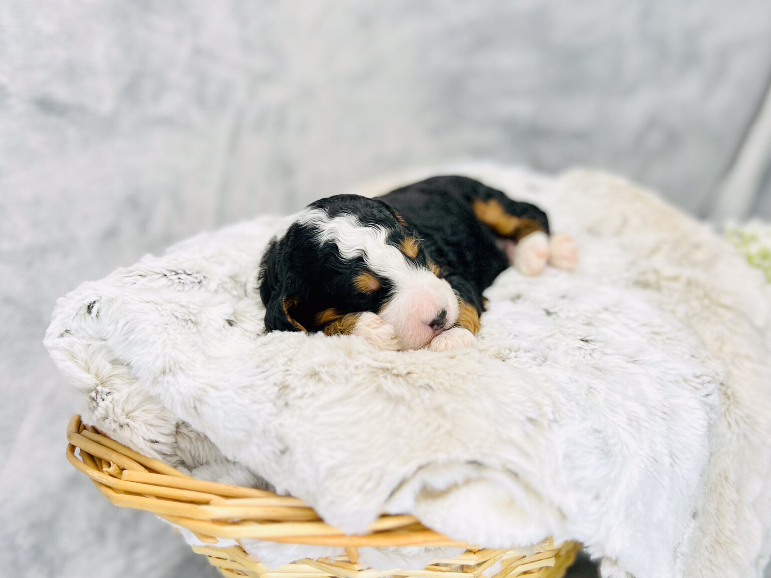 I am just a tiny baby and would love to join your family soon! Of course, you can’t see how cute and curly I will be when I get older, so the Dog Club will send updated photos when I am about 6 to 7 weeks old, if you choose to adopt me. Infant puppy deposits are refundable or transferrable.