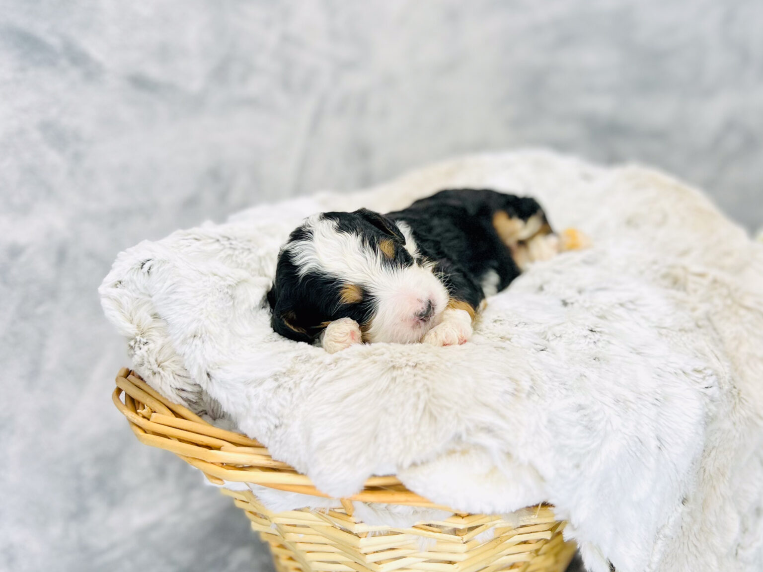 I am just a tiny baby and would love to join your family soon! Of course, you can’t see how cute and curly I will be when I get older, so the Dog Club will send updated photos when I am about 6 to 7 weeks old, if you choose to adopt me. Infant puppy deposits are refundable or transferrable.