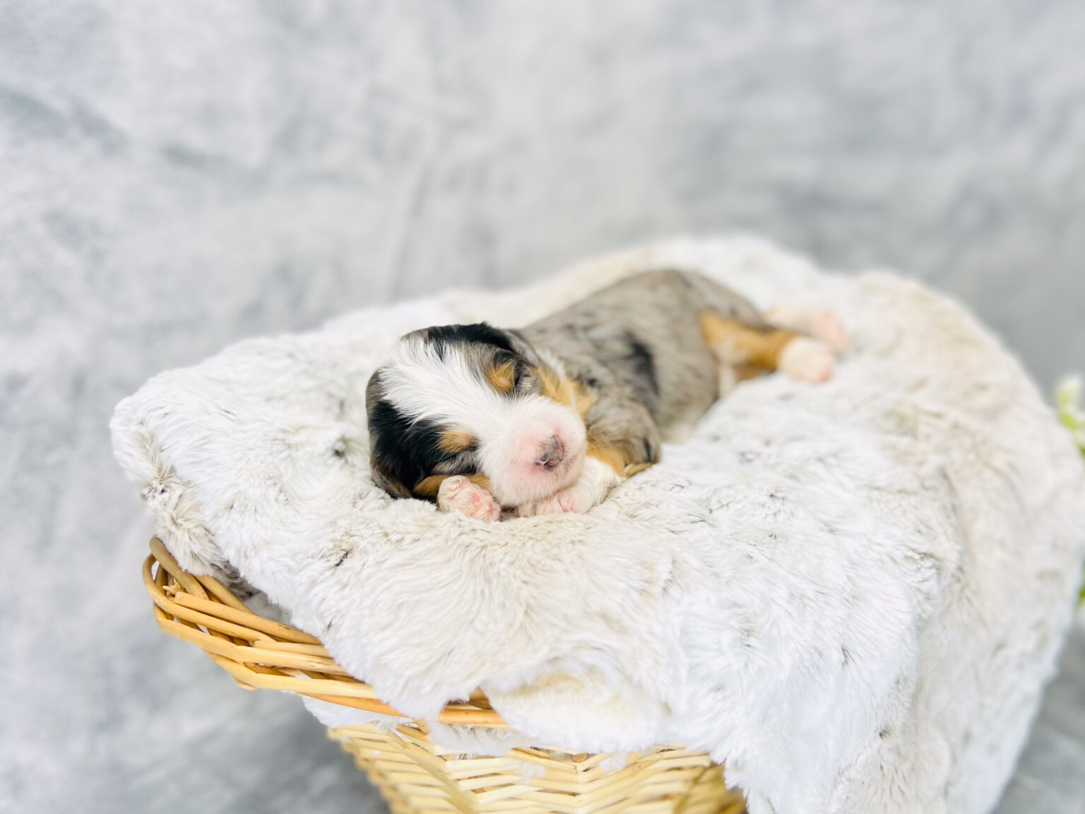 I am just a tiny baby and would love to join your family soon! Of course, you can’t see how cute and curly I will be when I get older, so the Dog Club will send updated photos when I am about 6 to 7 weeks old, if you choose to adopt me. Infant puppy deposits are refundable or transferrable.