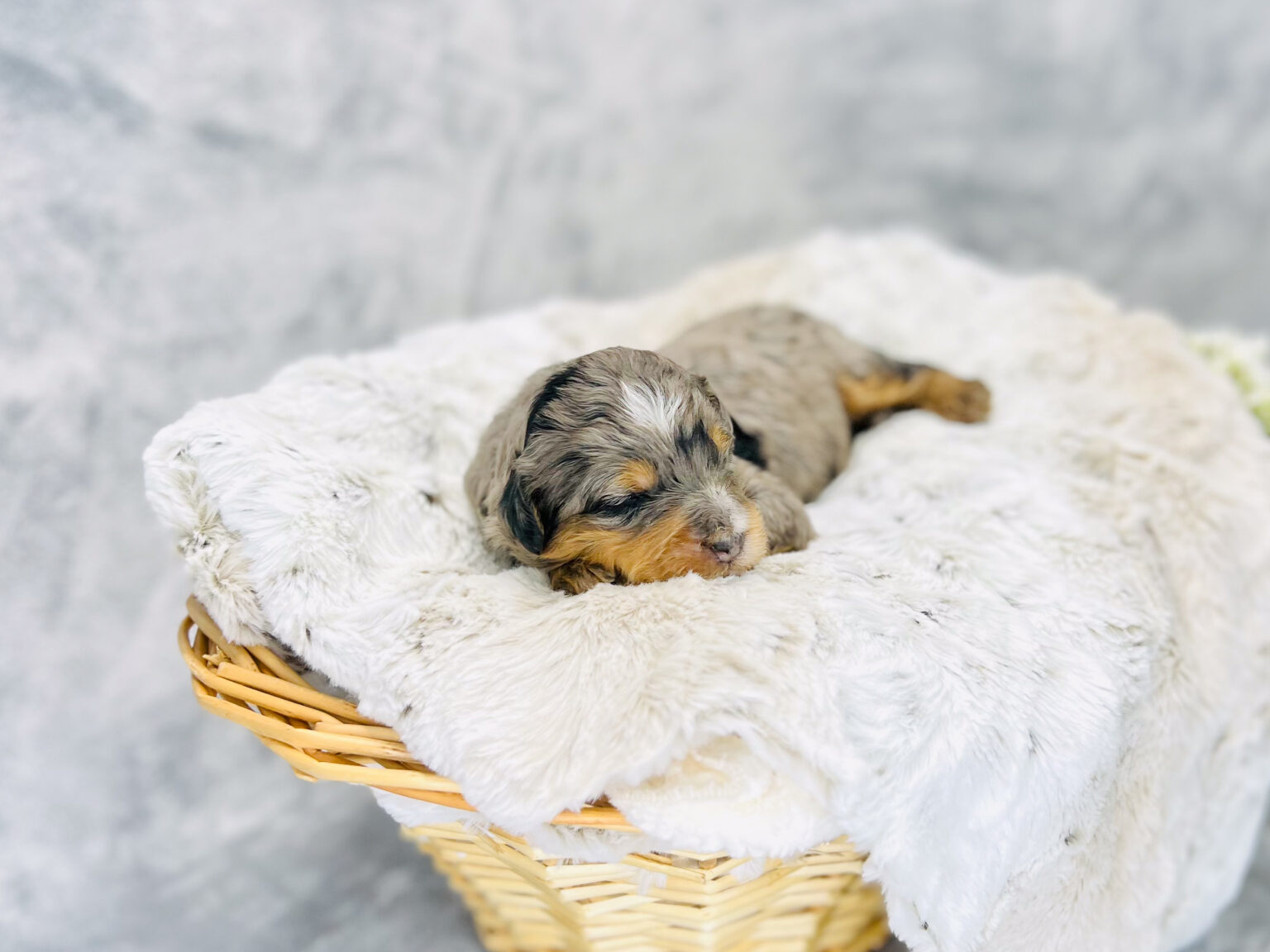 I am just a tiny baby and would love to join your family soon! Of course, you can’t see how cute and curly I will be when I get older, so the Dog Club will send updated photos when I am about 6 to 7 weeks old, if you choose to adopt me. Infant puppy deposits are refundable or transferrable.