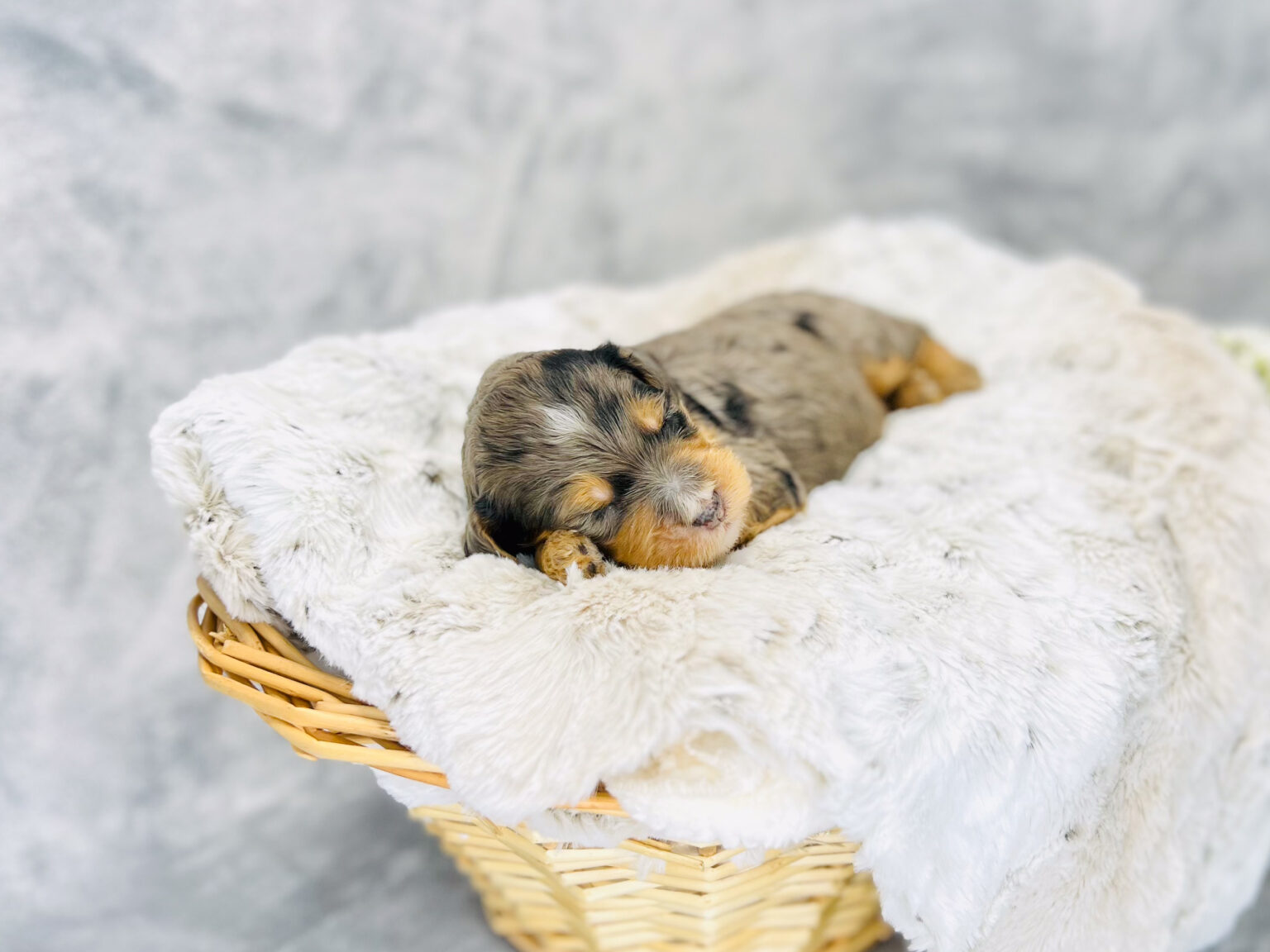 I am just a tiny baby and would love to join your family soon! Of course, you can’t see how cute and curly I will be when I get older, so the Dog Club will send updated photos when I am about 6 to 7 weeks old, if you choose to adopt me. Infant puppy deposits are refundable or transferrable.