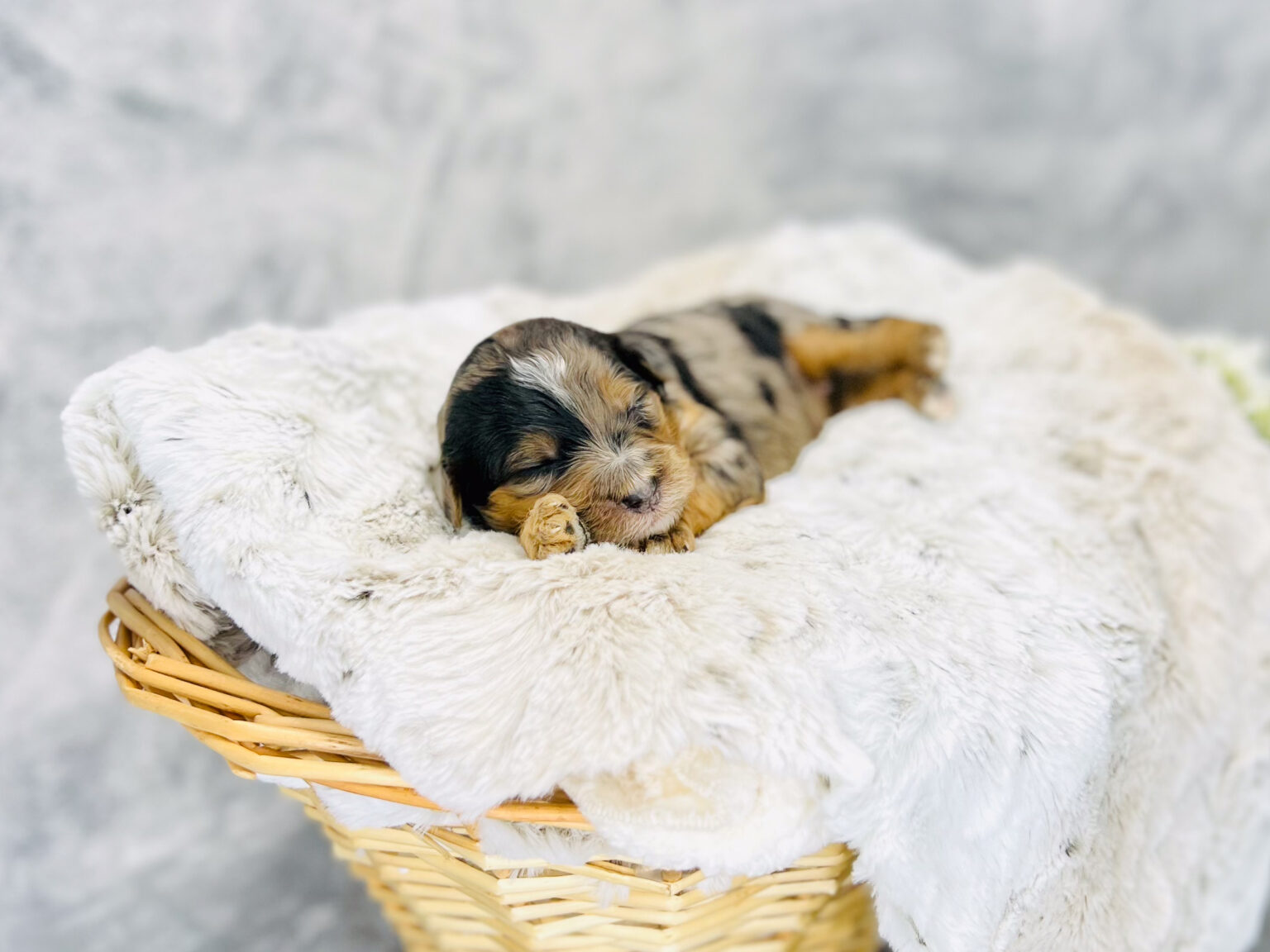 I am just a tiny baby and would love to join your family soon! Of course, you can’t see how cute and curly I will be when I get older, so the Dog Club will send updated photos when I am about 6 to 7 weeks old, if you choose to adopt me. Infant puppy deposits are refundable or transferrable.