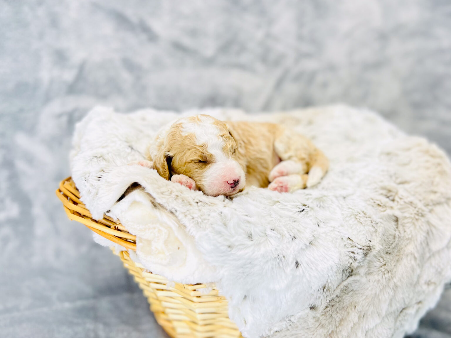 I am just a tiny baby and would love to join your family soon! Of course, you can’t see how cute and curly I will be when I get older, so the Dog Club will send updated photos when I am about 6 to 7 weeks old, if you choose to adopt me. Infant puppy deposits are refundable or transferrable.