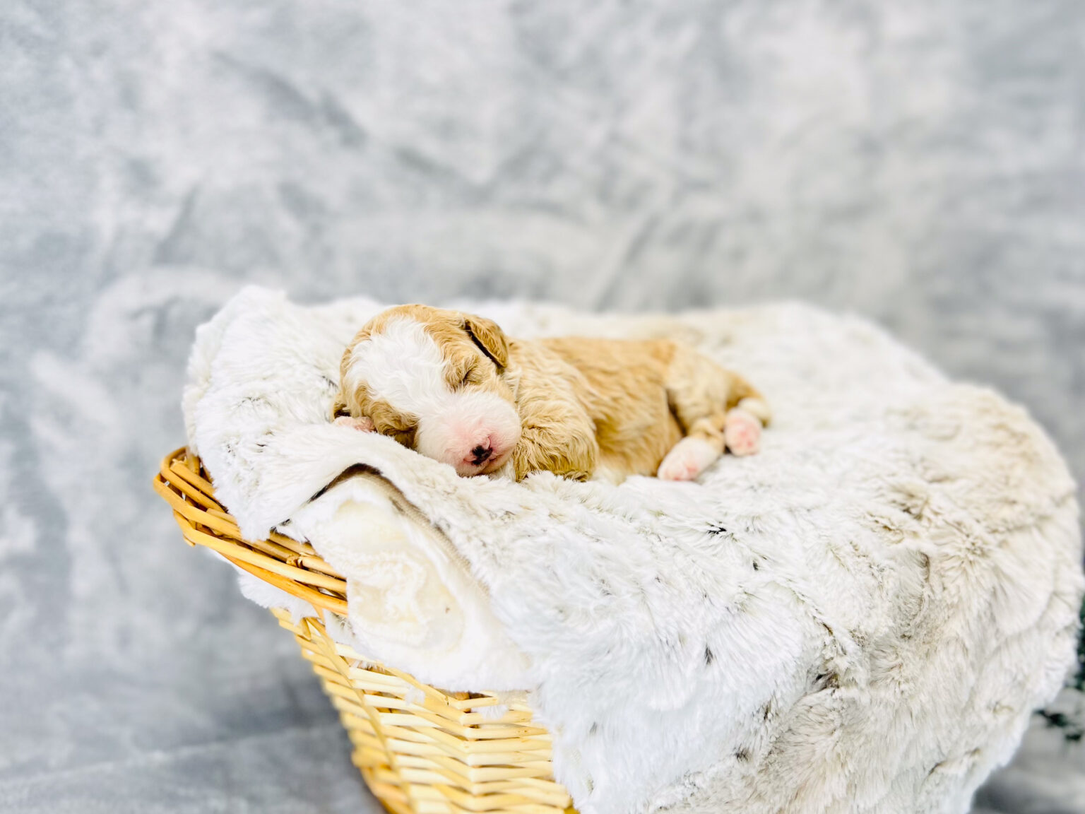 I am just a tiny baby and would love to join your family soon! Of course, you can’t see how cute and curly I will be when I get older, so the Dog Club will send updated photos when I am about 6 to 7 weeks old, if you choose to adopt me. Infant puppy deposits are refundable or transferrable.