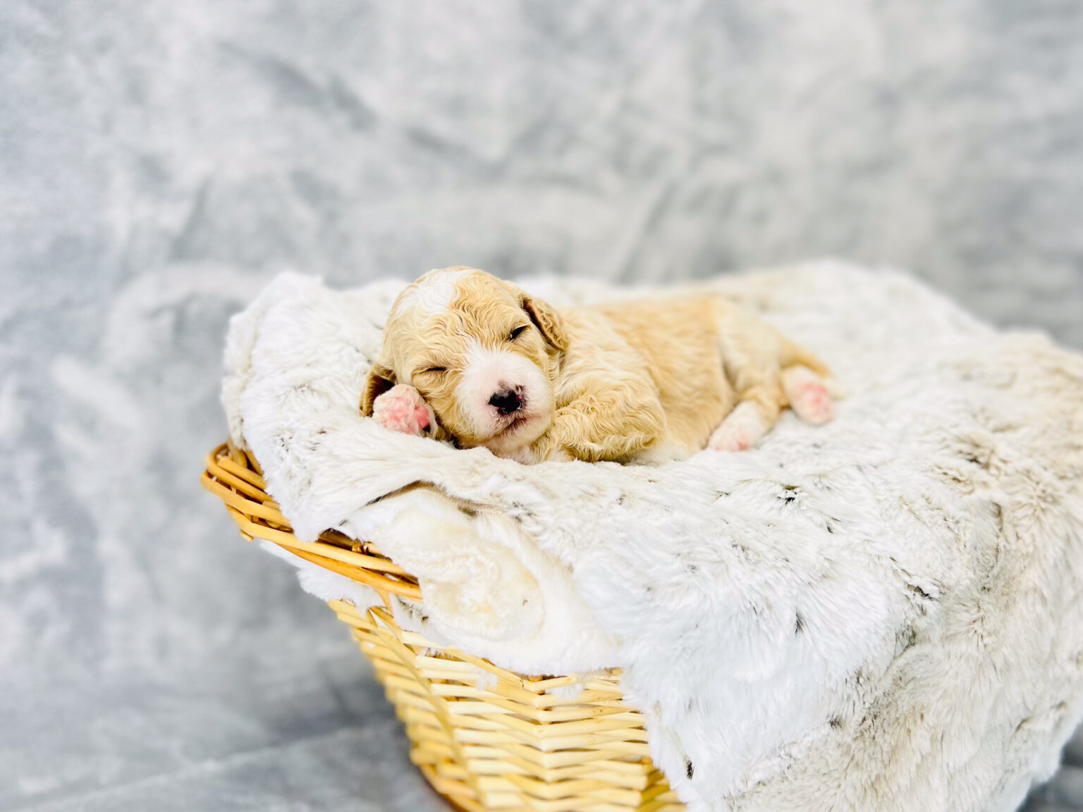 I am just a tiny baby and would love to join your family soon! Of course, you can’t see how cute and curly I will be when I get older, so the Dog Club will send updated photos when I am about 6 to 7 weeks old, if you choose to adopt me. Infant puppy deposits are refundable or transferrable.