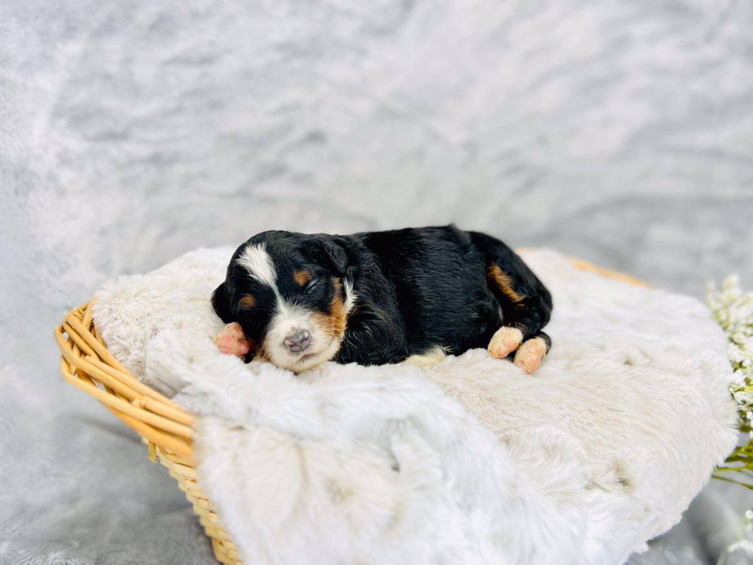 I am just a tiny baby and would love to join your family soon! Of course, you can’t see how cute and curly I will be when I get older, so the Dog Club will send updated photos when I am about 6 to 7 weeks old, if you choose to adopt me. Infant puppy deposits are refundable or transferrable.