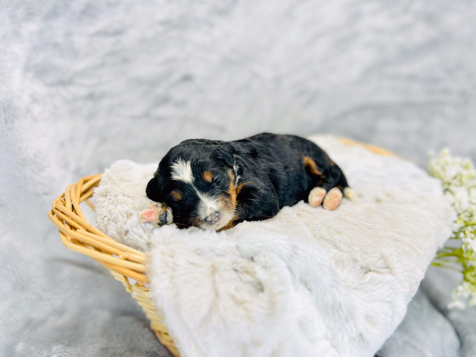 I am just a tiny baby and would love to join your family soon! Of course, you can’t see how cute and curly I will be when I get older, so the Dog Club will send updated photos when I am about 6 to 7 weeks old, if you choose to adopt me. Infant puppy deposits are refundable or transferrable.