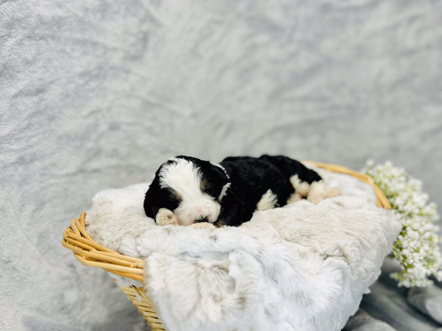 I am just a tiny baby and would love to join your family soon! Of course, you can’t see how cute and curly I will be when I get older, so the Dog Club will send updated photos when I am about 6 to 7 weeks old, if you choose to adopt me. Infant puppy deposits are refundable or transferrable.