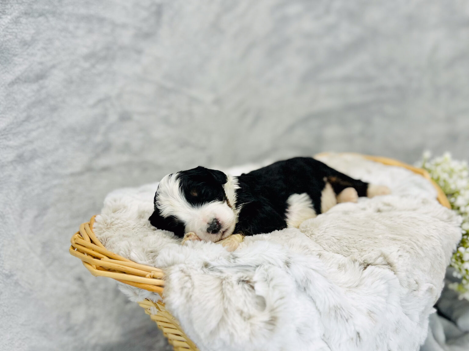 I am just a tiny baby and would love to join your family soon! Of course, you can’t see how cute and curly I will be when I get older, so the Dog Club will send updated photos when I am about 6 to 7 weeks old, if you choose to adopt me. Infant puppy deposits are refundable or transferrable.
