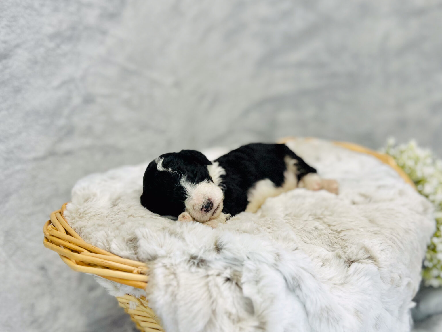 I am just a tiny baby and would love to join your family soon! Of course, you can’t see how cute and curly I will be when I get older, so the Dog Club will send updated photos when I am about 6 to 7 weeks old, if you choose to adopt me. Infant puppy deposits are refundable or transferrable.