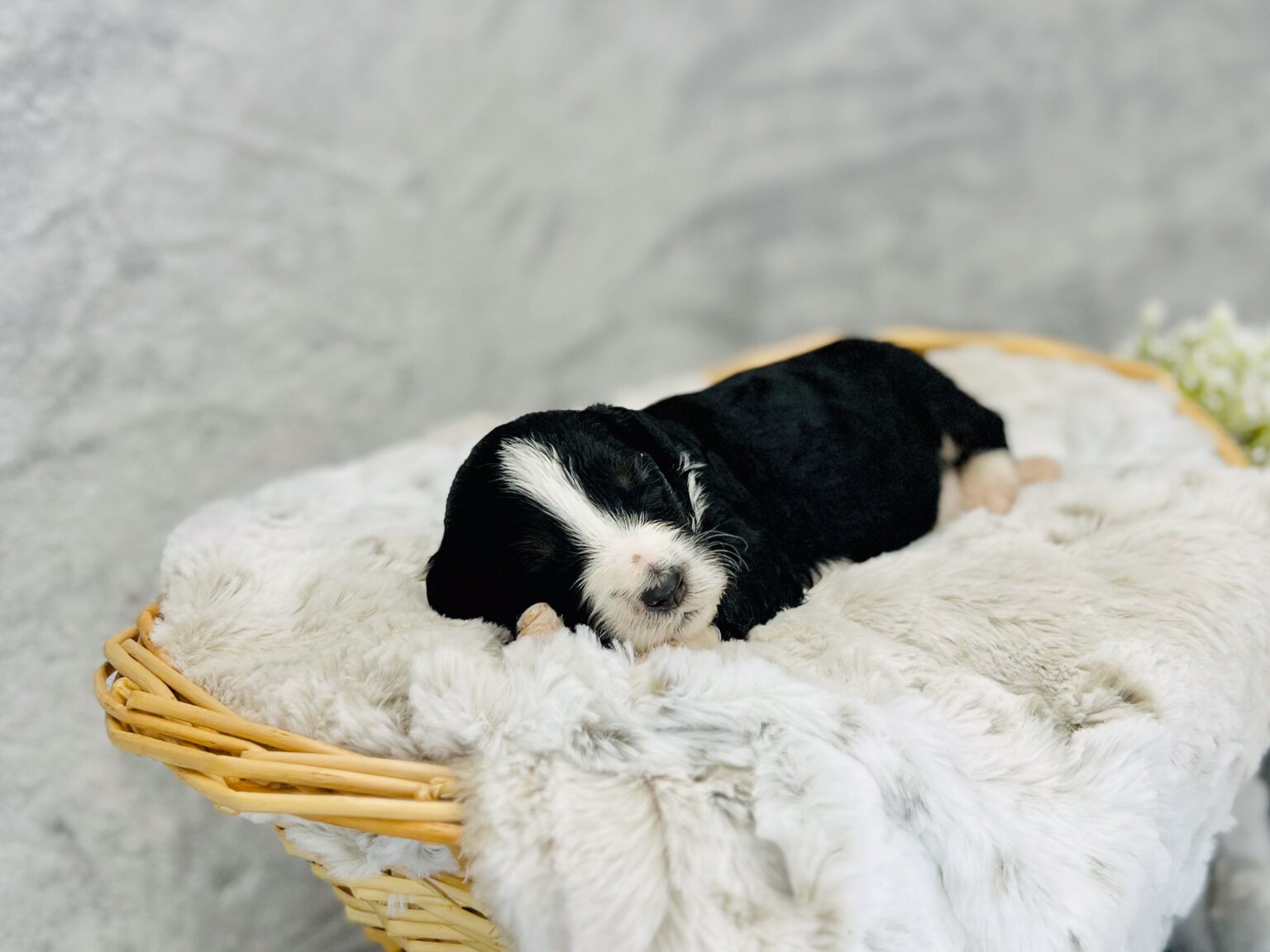 I am just a tiny baby and would love to join your family soon! Of course, you can’t see how cute and curly I will be when I get older, so the Dog Club will send updated photos when I am about 6 to 7 weeks old, if you choose to adopt me. Infant puppy deposits are refundable or transferrable.