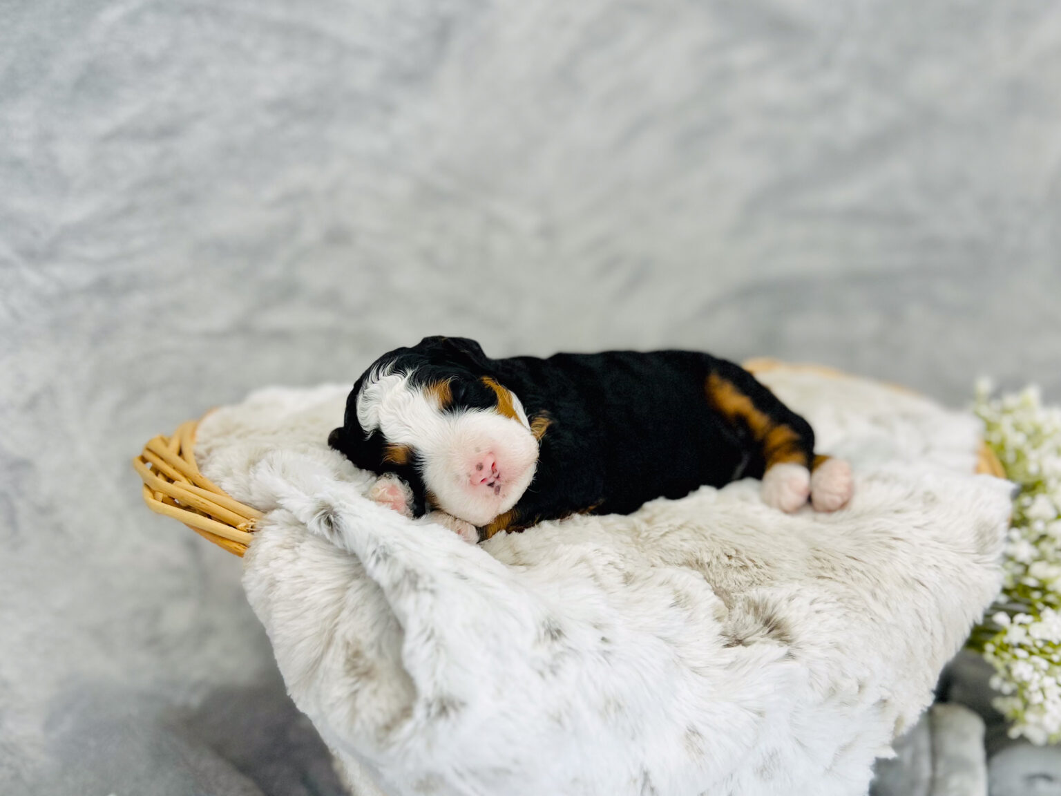 I am just a tiny baby and would love to join your family soon! Of course, you can’t see how cute and curly I will be when I get older, so the Dog Club will send updated photos when I am about 6 to 7 weeks old, if you choose to adopt me. Infant puppy deposits are refundable or transferrable.