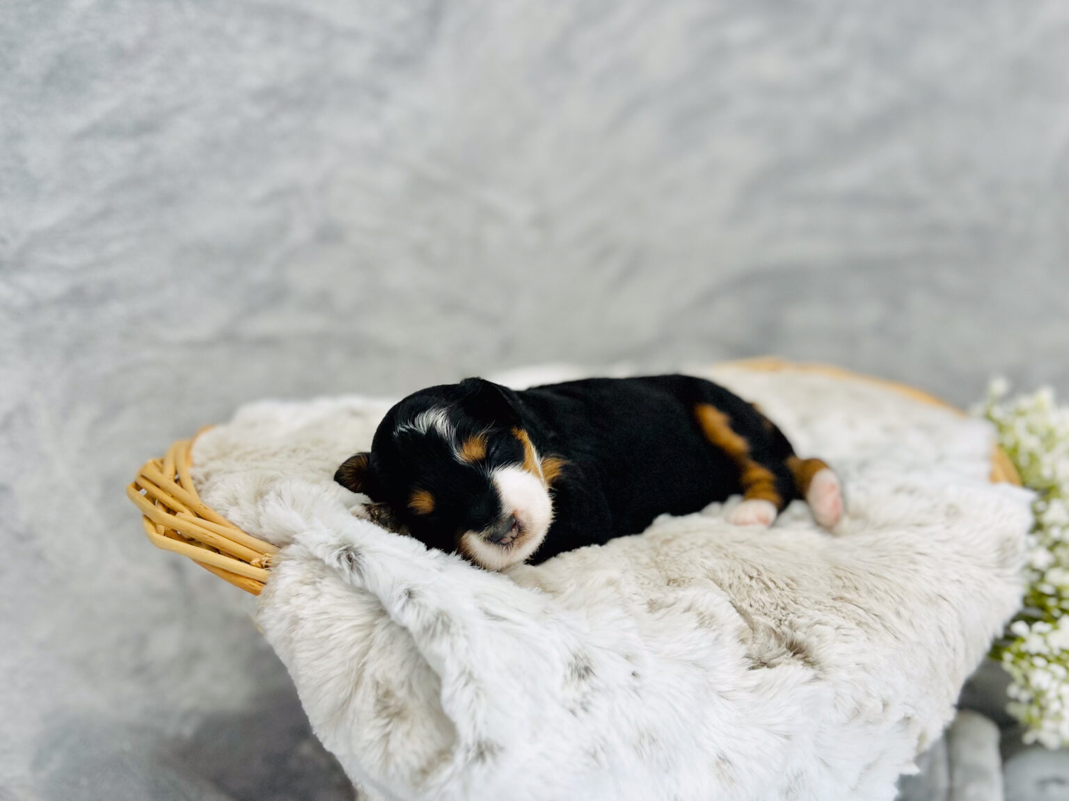 I am just a tiny baby and would love to join your family soon! Of course, you can’t see how cute and curly I will be when I get older, so the Dog Club will send updated photos when I am about 6 to 7 weeks old, if you choose to adopt me. Infant puppy deposits are refundable or transferrable.