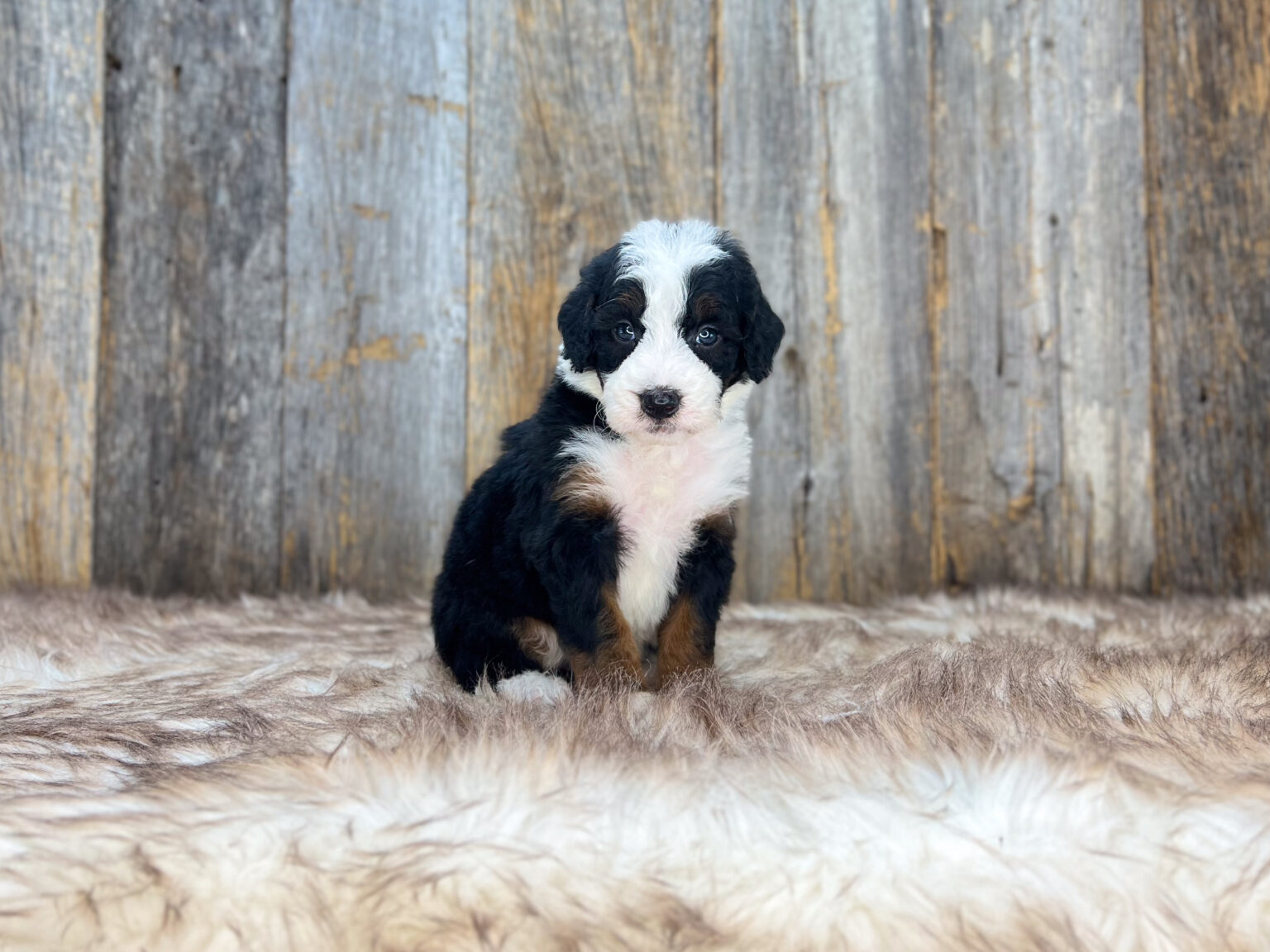 I am just a tiny baby and would love to join your family soon! Of course, you can’t see how cute and curly I will be when I get older, so the Dog Club will send updated photos when I am about 6 to 7 weeks old, if you choose to adopt me. Infant puppy deposits are refundable or transferrable.