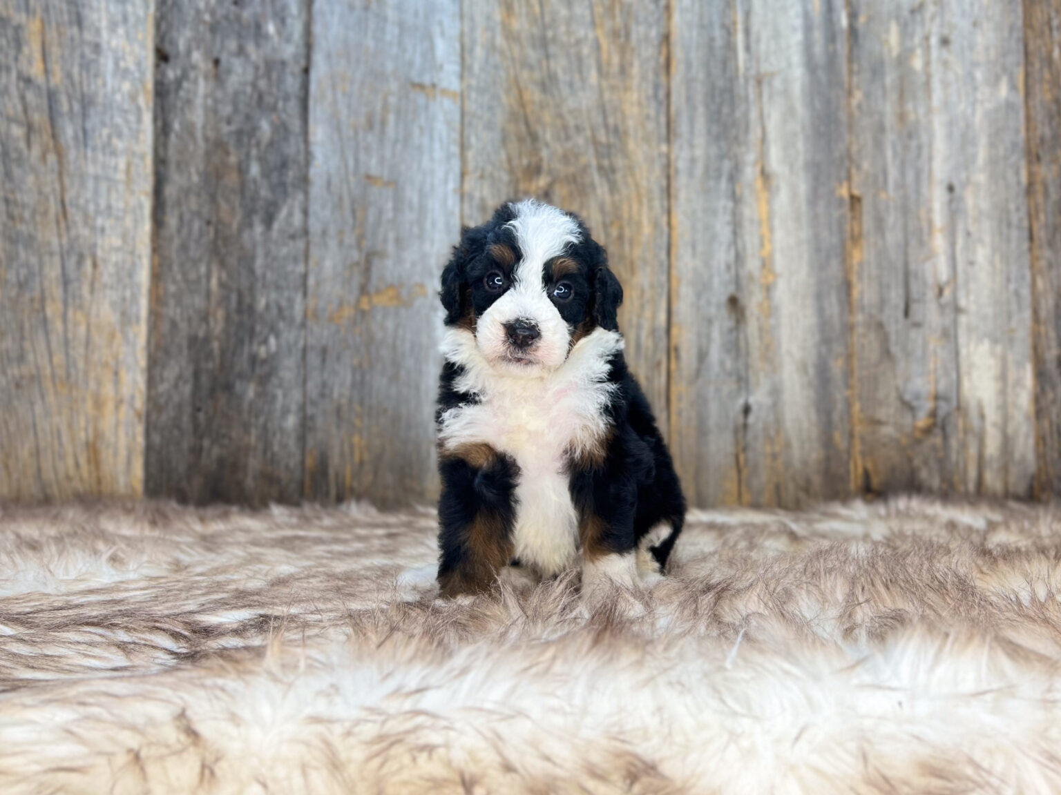 I am just a tiny baby and would love to join your family soon! Of course, you can’t see how cute and curly I will be when I get older, so the Dog Club will send updated photos when I am about 6 to 7 weeks old, if you choose to adopt me. Infant puppy deposits are refundable or transferrable.