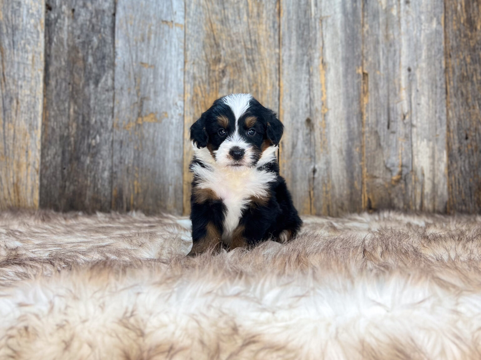 I am just a tiny baby and would love to join your family soon! Of course, you can’t see how cute and curly I will be when I get older, so the Dog Club will send updated photos when I am about 6 to 7 weeks old, if you choose to adopt me. Infant puppy deposits are refundable or transferrable.
