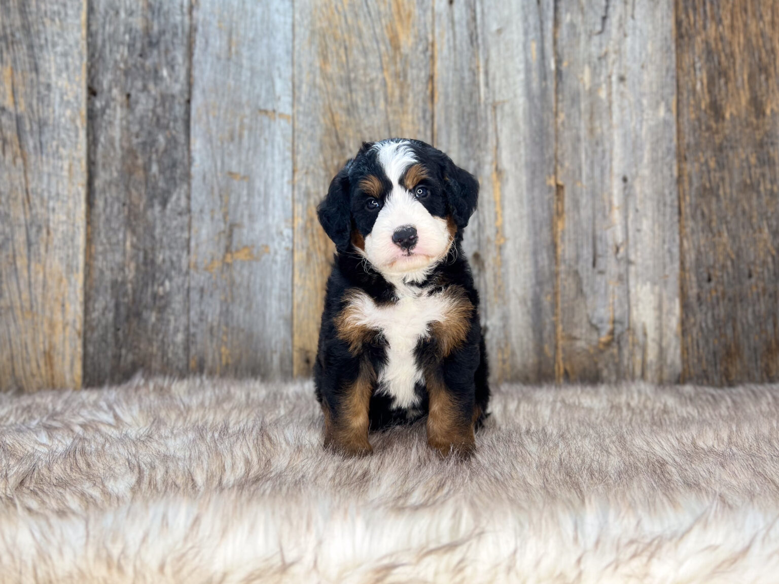 I am just a tiny baby and would love to join your family soon! Of course, you can’t see how cute and curly I will be when I get older, so the Dog Club will send updated photos when I am about 6 to 7 weeks old, if you choose to adopt me. Infant puppy deposits are refundable or transferrable.