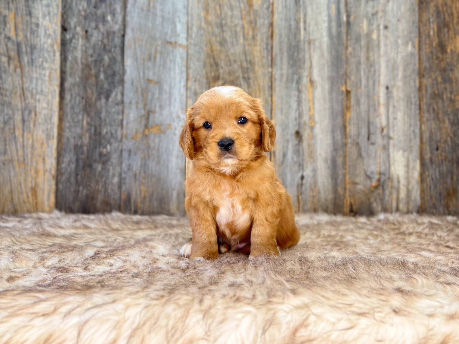 I am just a tiny baby and would love to join your family soon! Of course, you can’t see how cute and curly I will be when I get older, so the Dog Club will send updated photos when I am about 6 to 7 weeks old, if you choose to adopt me. Infant puppy deposits are refundable or transferrable.