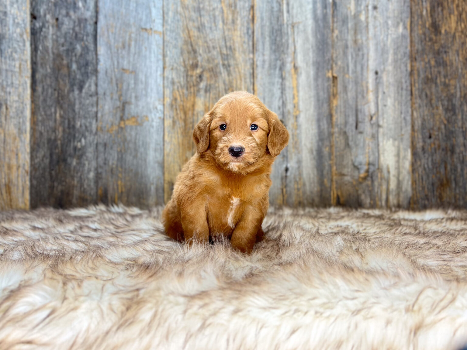 I am just a tiny baby and would love to join your family soon! Of course, you can’t see how cute and curly I will be when I get older, so the Dog Club will send updated photos when I am about 6 to 7 weeks old, if you choose to adopt me. Infant puppy deposits are refundable or transferrable.