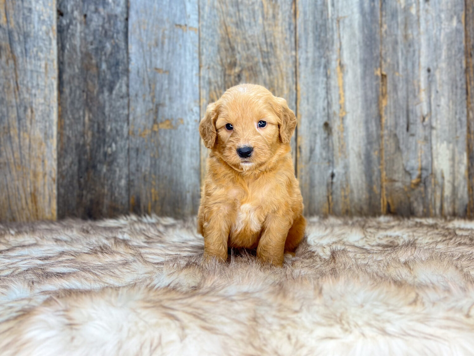 I am just a tiny baby and would love to join your family soon! Of course, you can’t see how cute and curly I will be when I get older, so the Dog Club will send updated photos when I am about 6 to 7 weeks old, if you choose to adopt me. Infant puppy deposits are refundable or transferrable.
