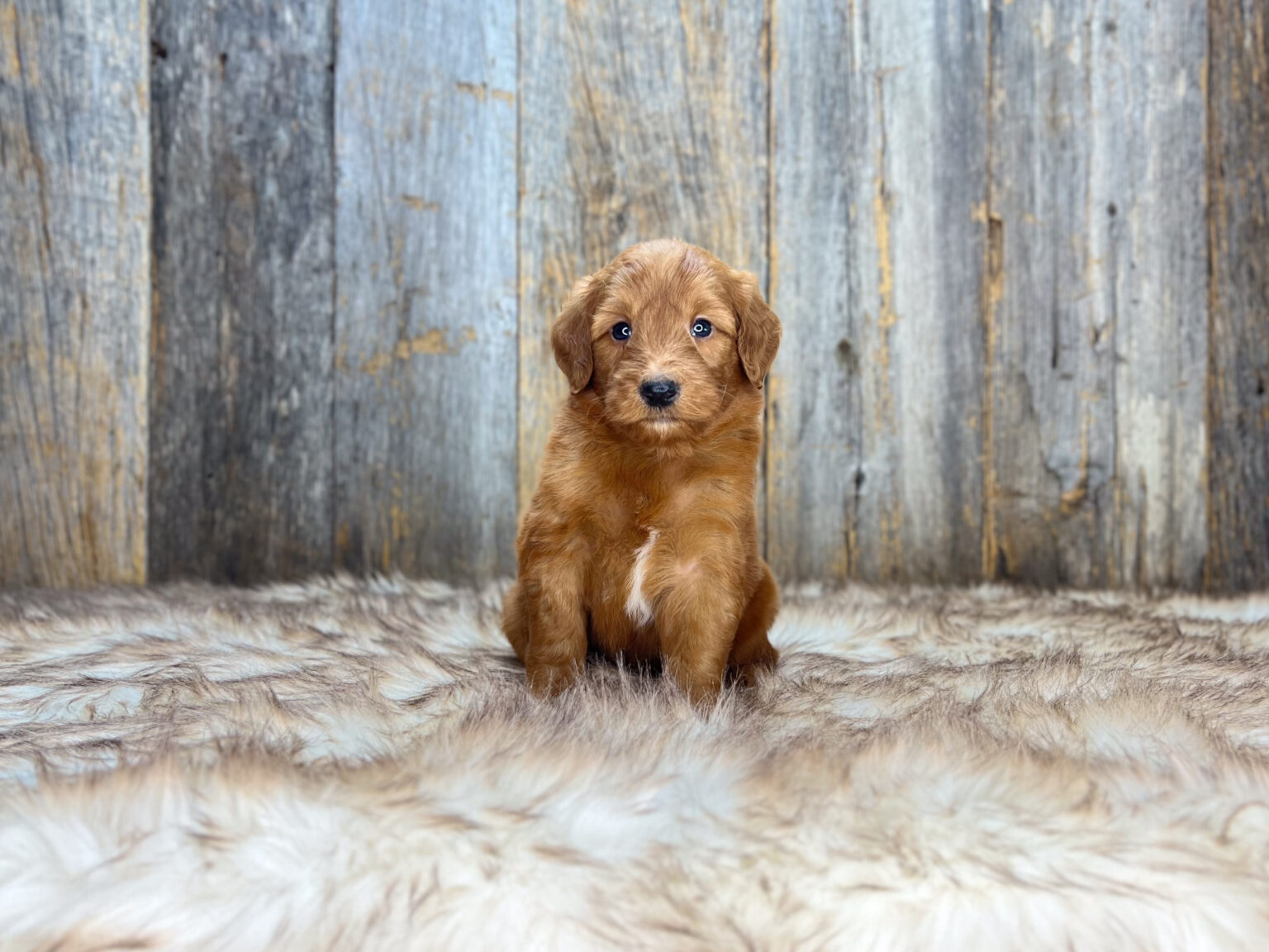 I am just a tiny baby and would love to join your family soon! Of course, you can’t see how cute and curly I will be when I get older, so the Dog Club will send updated photos when I am about 6 to 7 weeks old, if you choose to adopt me. Infant puppy deposits are refundable or transferrable.