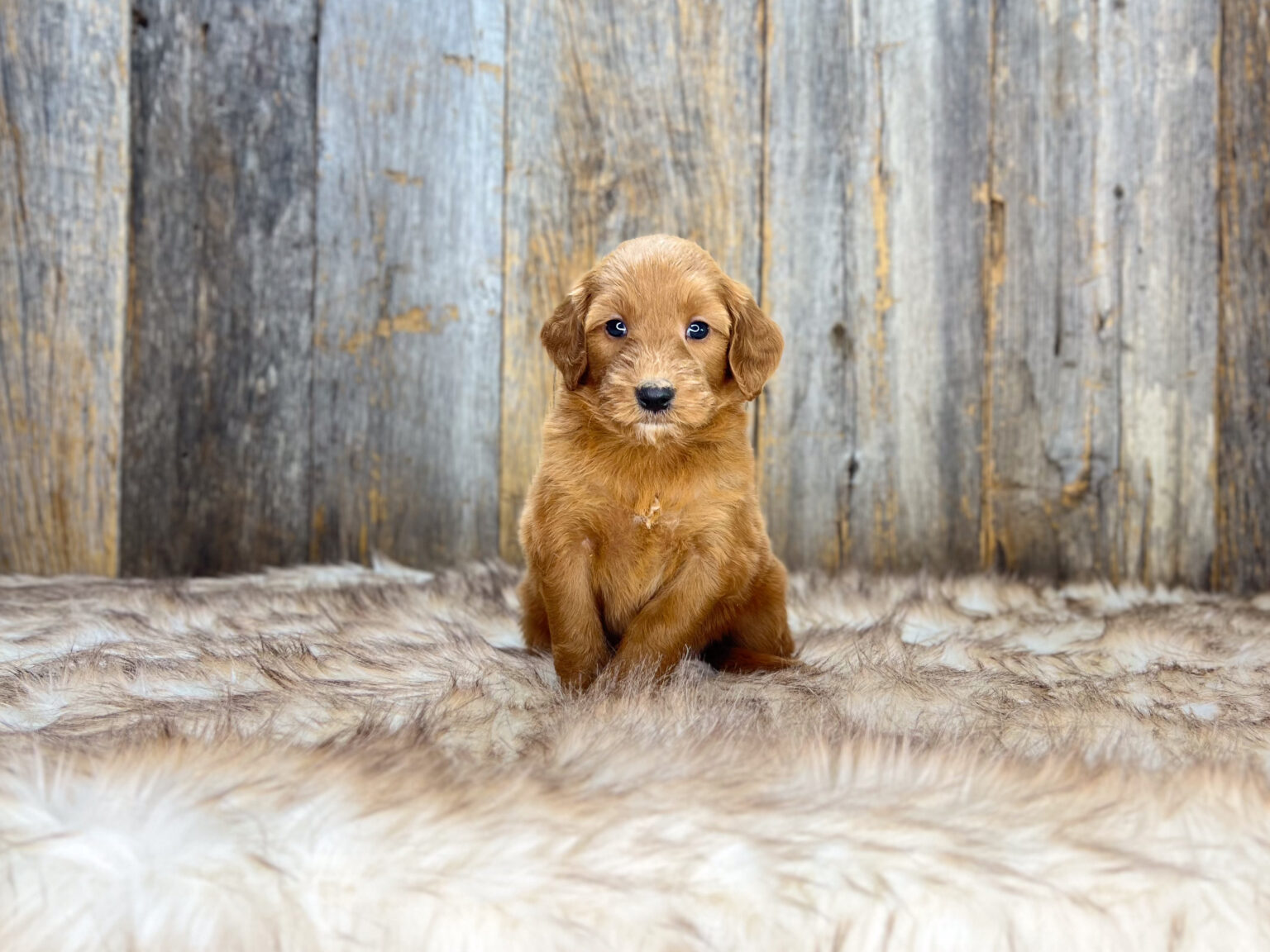 I am just a tiny baby and would love to join your family soon! Of course, you can’t see how cute and curly I will be when I get older, so the Dog Club will send updated photos when I am about 6 to 7 weeks old, if you choose to adopt me. Infant puppy deposits are refundable or transferrable.