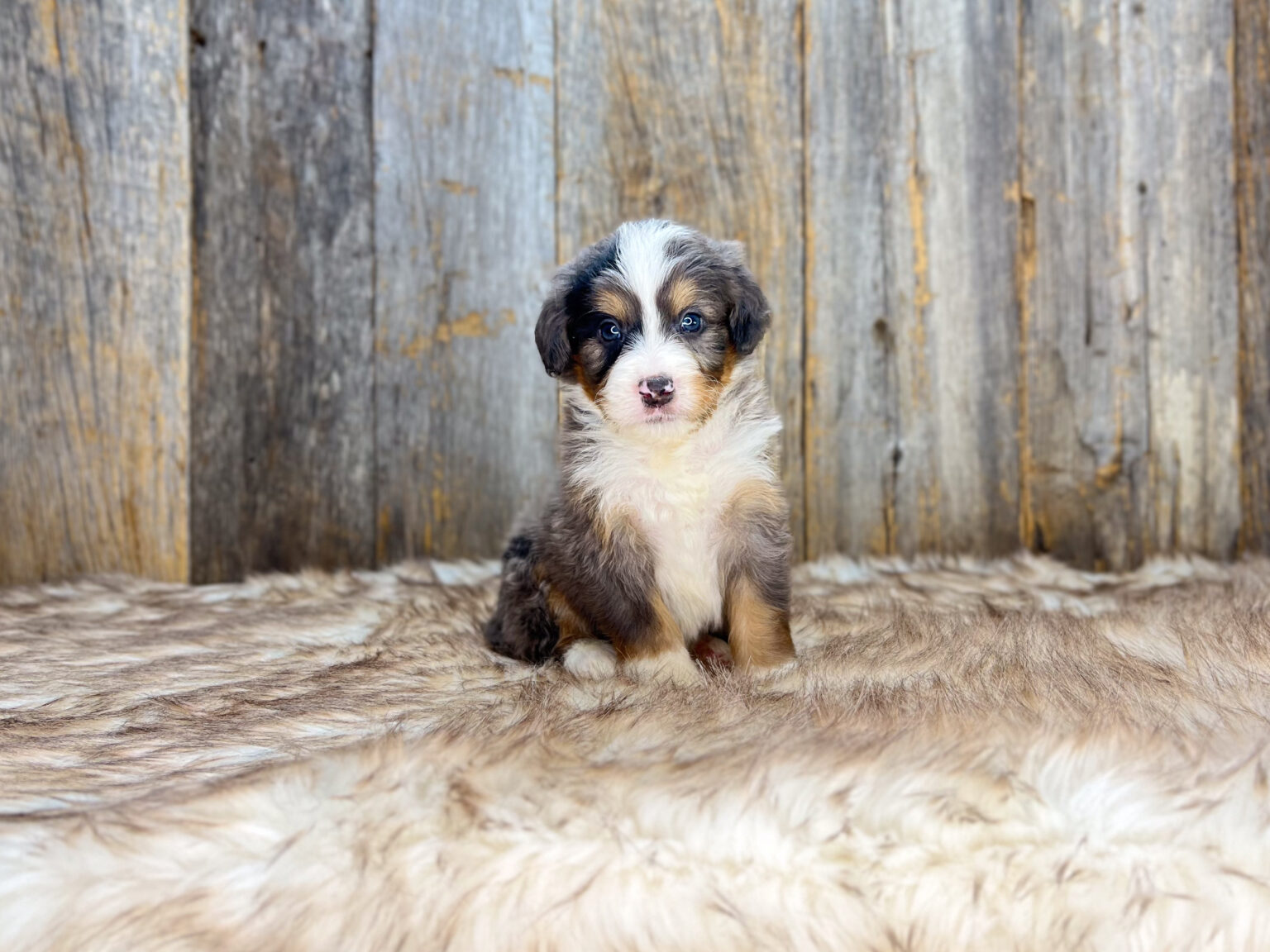 I am just a tiny baby and would love to join your family soon! Of course, you can’t see how cute and curly I will be when I get older, so the Dog Club will send updated photos when I am about 6 to 7 weeks old, if you choose to adopt me. Infant puppy deposits are refundable or transferrable.