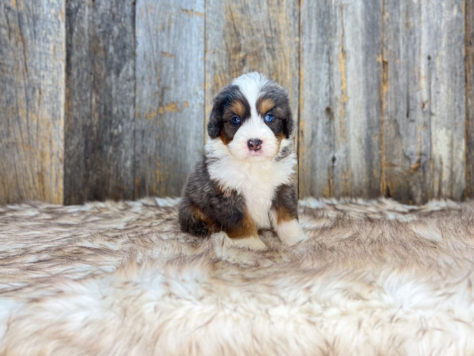 I am just a tiny baby and would love to join your family soon! Of course, you can’t see how cute and curly I will be when I get older, so the Dog Club will send updated photos when I am about 6 to 7 weeks old, if you choose to adopt me. Infant puppy deposits are refundable or transferrable.