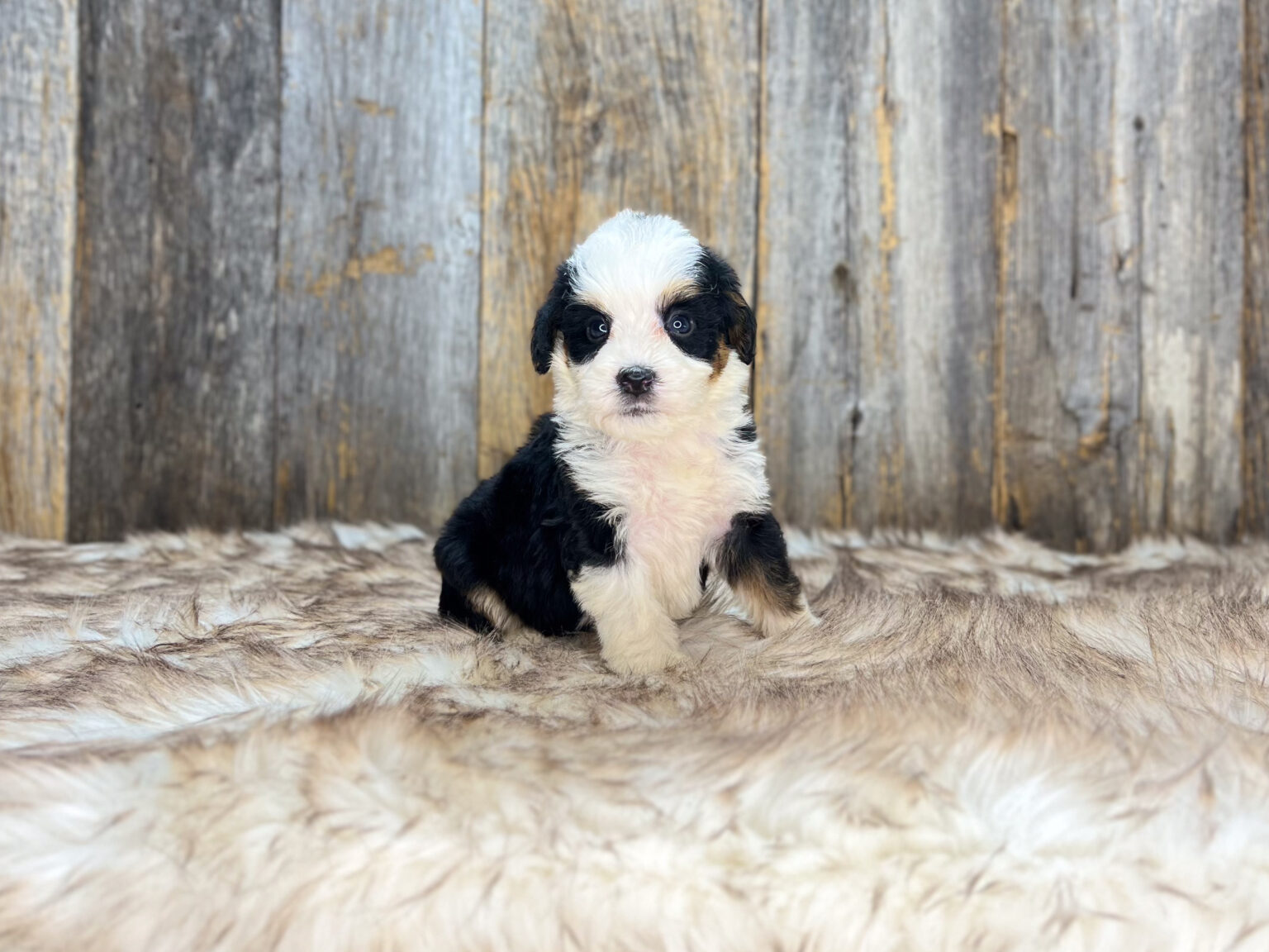 I am just a tiny baby and would love to join your family soon! Of course, you can’t see how cute and curly I will be when I get older, so the Dog Club will send updated photos when I am about 6 to 7 weeks old, if you choose to adopt me. Infant puppy deposits are refundable or transferrable.