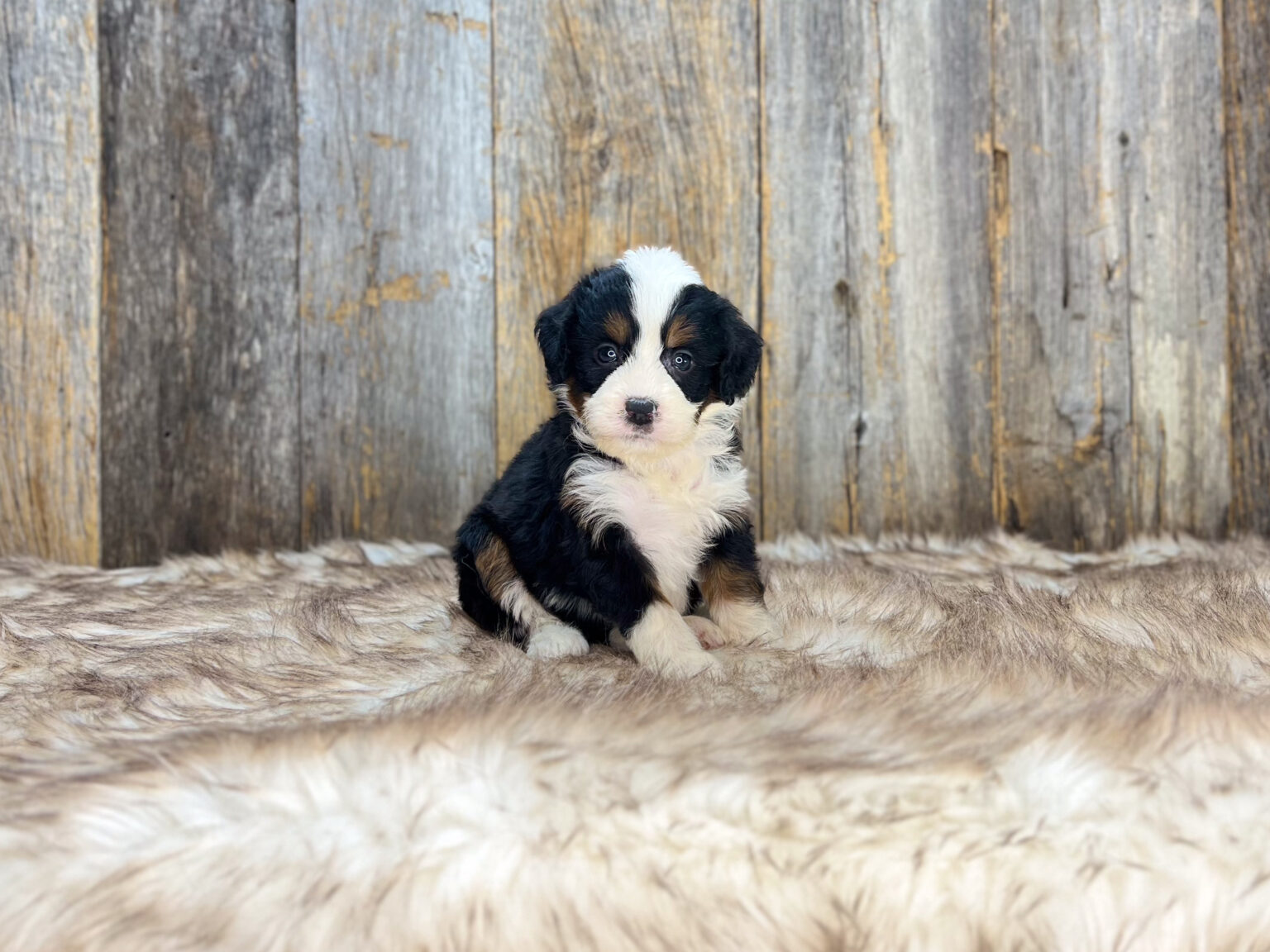 I am just a tiny baby and would love to join your family soon! Of course, you can’t see how cute and curly I will be when I get older, so the Dog Club will send updated photos when I am about 6 to 7 weeks old, if you choose to adopt me. Infant puppy deposits are refundable or transferrable.