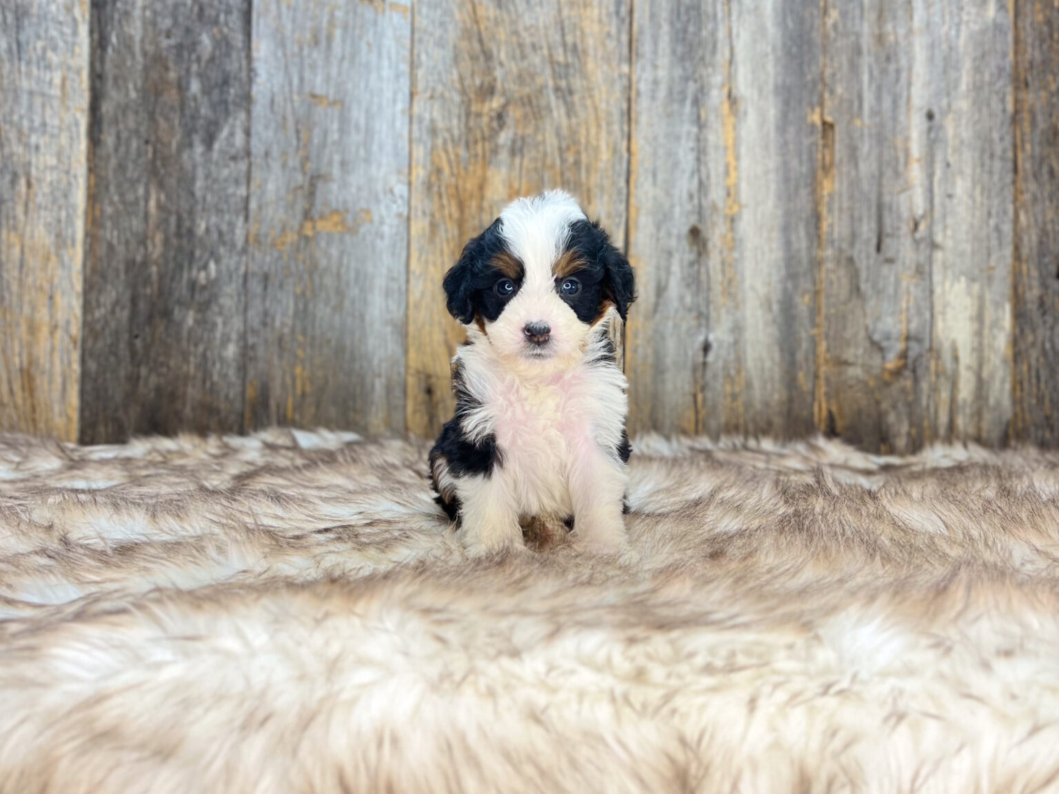 I am just a tiny baby and would love to join your family soon! Of course, you can’t see how cute and curly I will be when I get older, so the Dog Club will send updated photos when I am about 6 to 7 weeks old, if you choose to adopt me. Infant puppy deposits are refundable or transferrable.