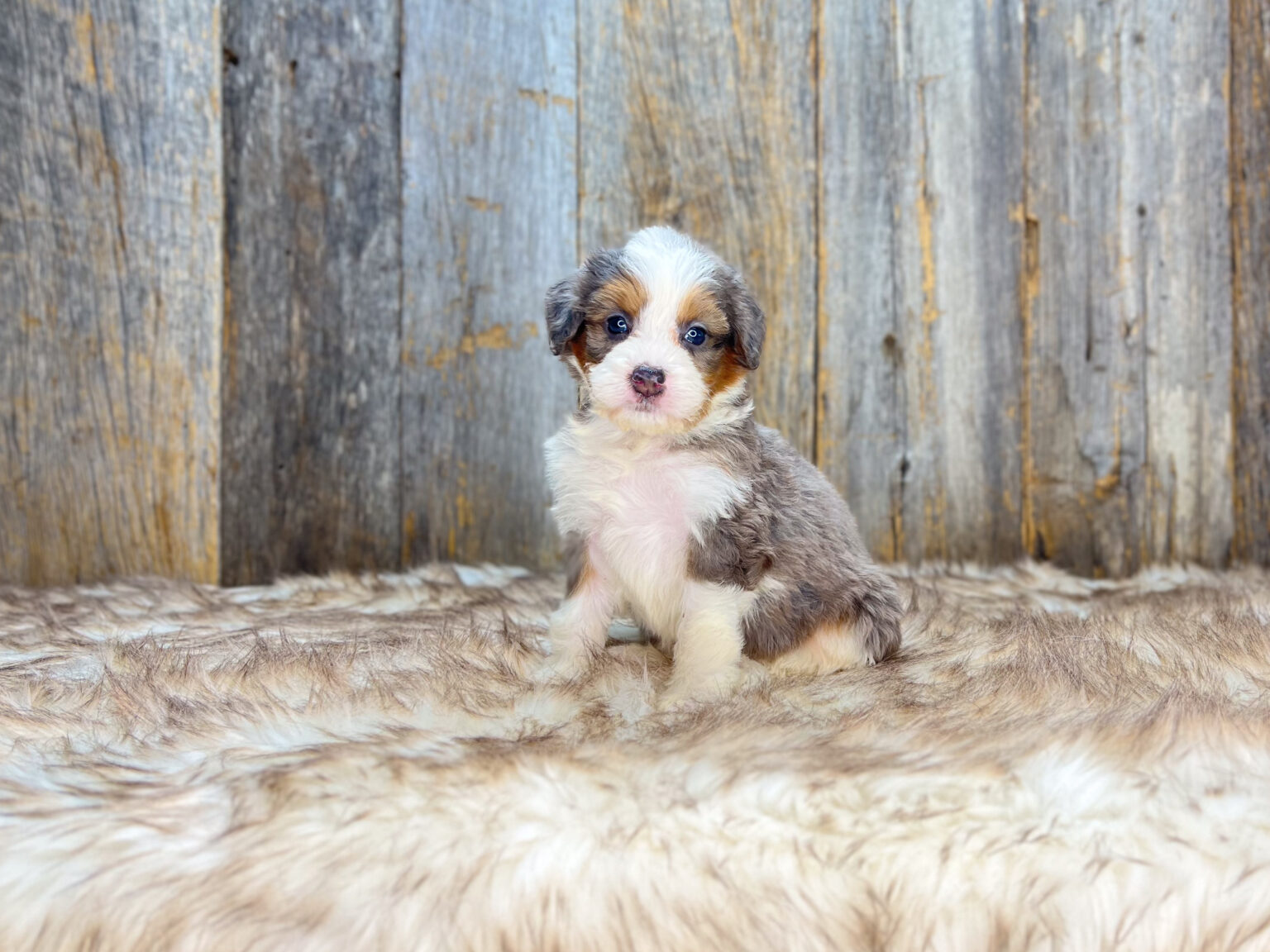 I am just a tiny baby and would love to join your family soon! Of course, you can’t see how cute and curly I will be when I get older, so the Dog Club will send updated photos when I am about 6 to 7 weeks old, if you choose to adopt me. Infant puppy deposits are refundable or transferrable.