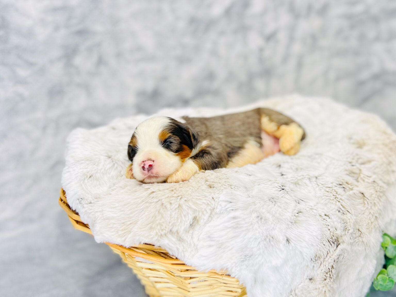 I am just a tiny baby and would love to join your family soon! Of course, you can’t see how cute and curly I will be when I get older, so the Dog Club will send updated photos when I am about 6 to 7 weeks old, if you choose to adopt me. Infant puppy deposits are refundable or transferrable.