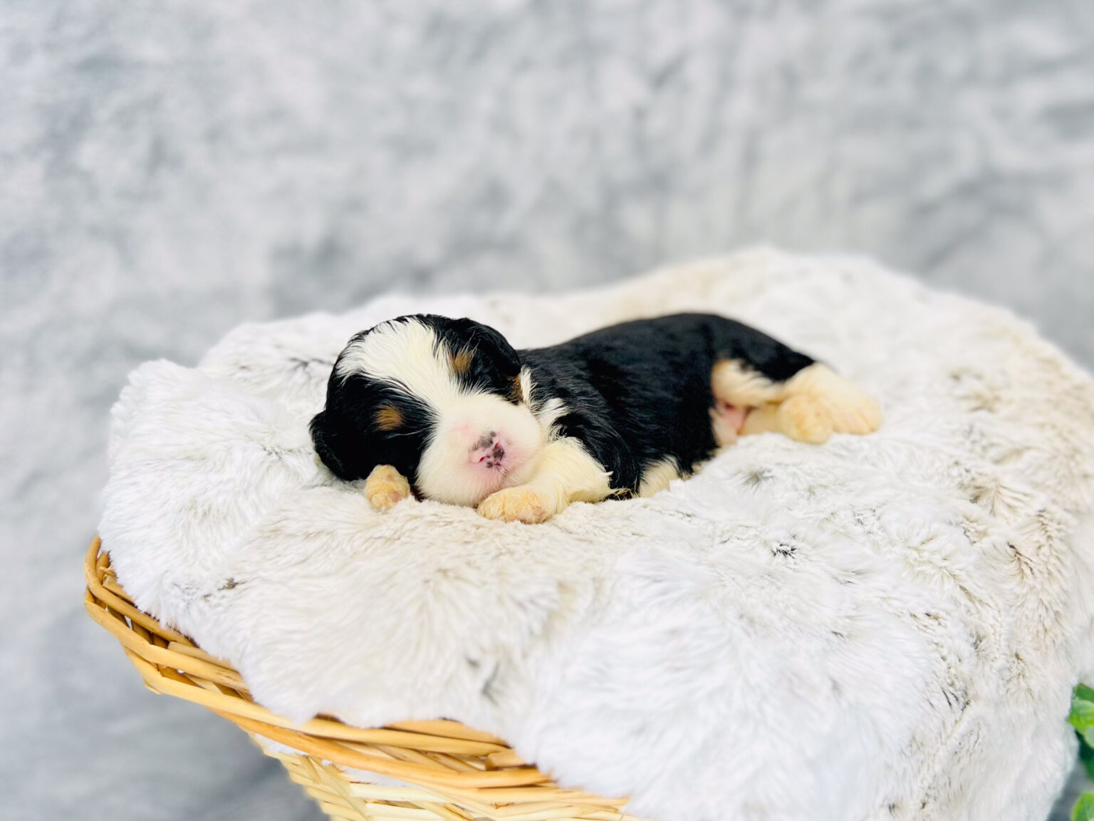 I am just a tiny baby and would love to join your family soon! Of course, you can’t see how cute and curly I will be when I get older, so the Dog Club will send updated photos when I am about 6 to 7 weeks old, if you choose to adopt me. Infant puppy deposits are refundable or transferrable.