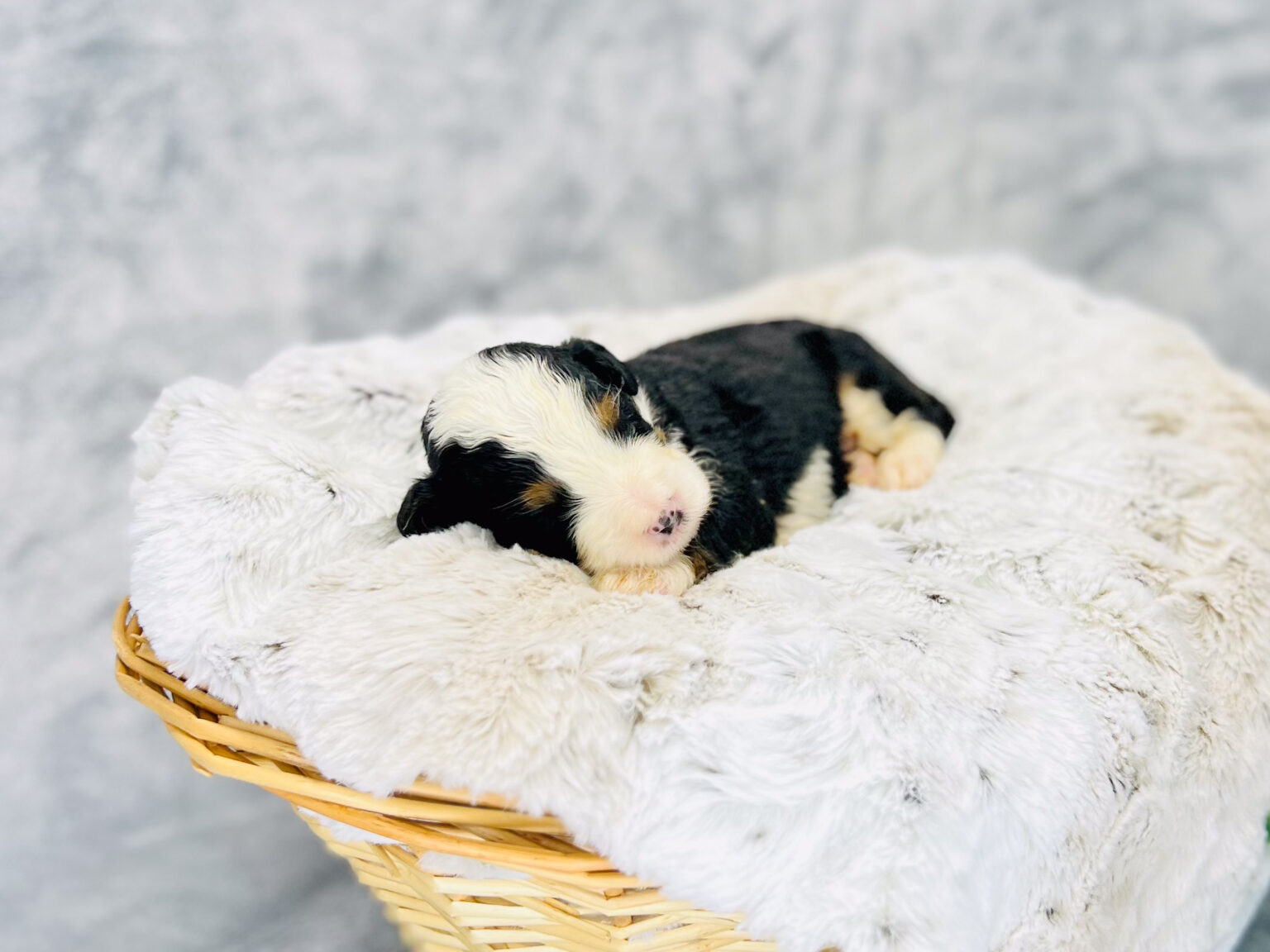I am just a tiny baby and would love to join your family soon! Of course, you can’t see how cute and curly I will be when I get older, so the Dog Club will send updated photos when I am about 6 to 7 weeks old, if you choose to adopt me. Infant puppy deposits are refundable or transferrable.